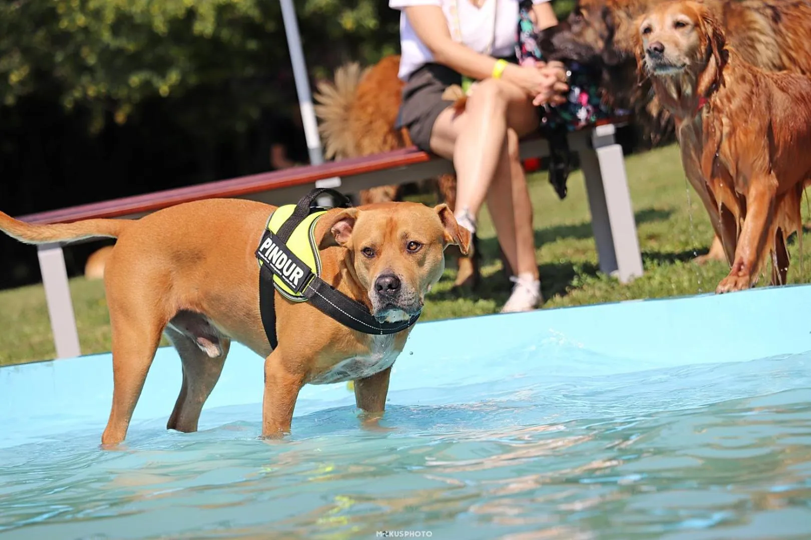 Pets in Petneházy Aparthotel