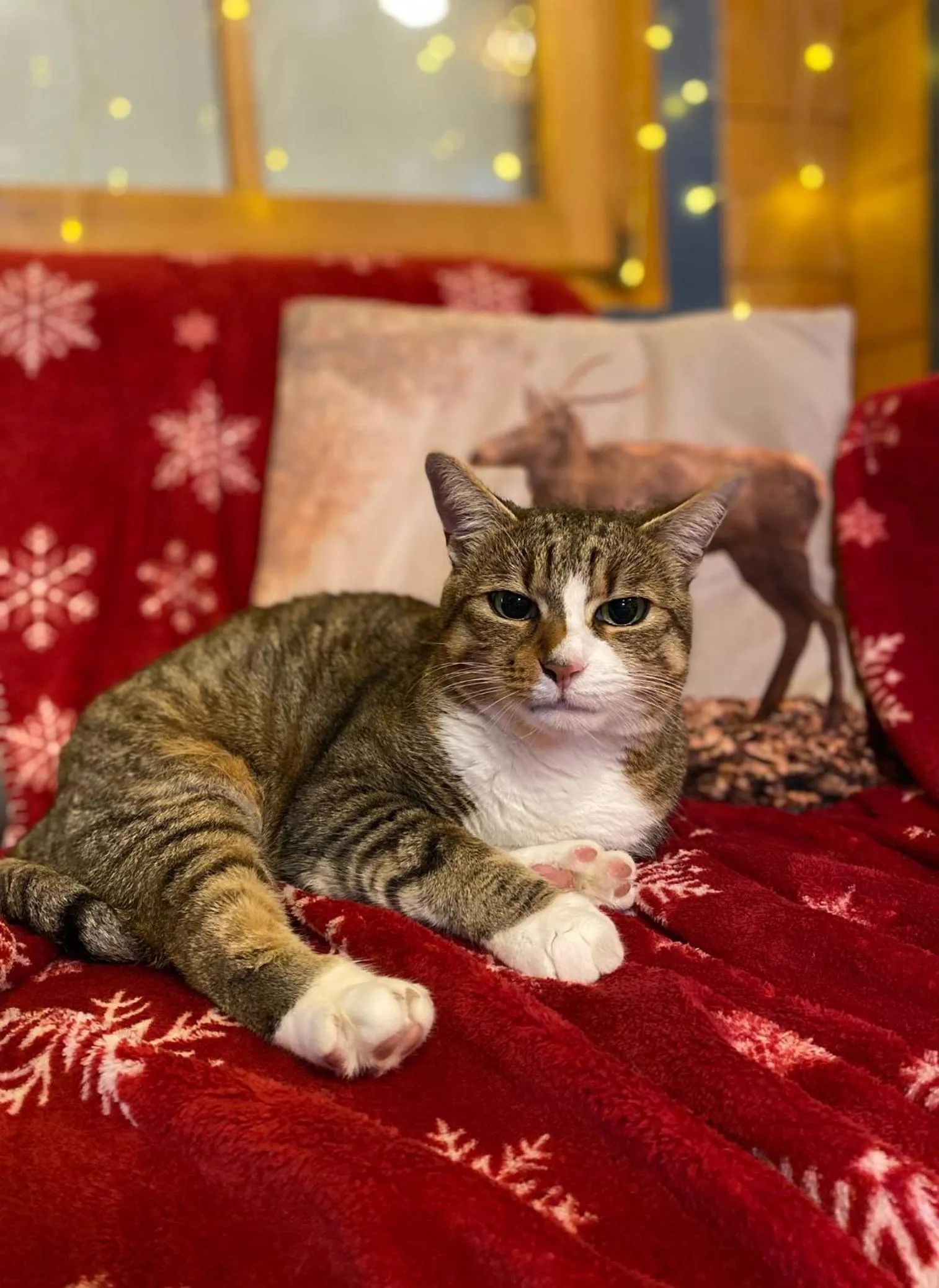 Pets in Petneházy Aparthotel