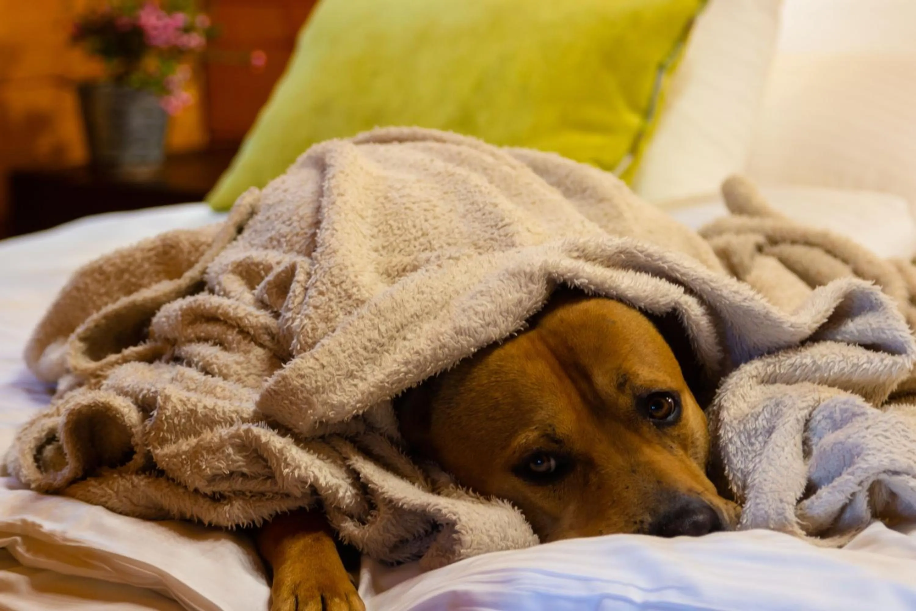 Bed in Petneházy Aparthotel