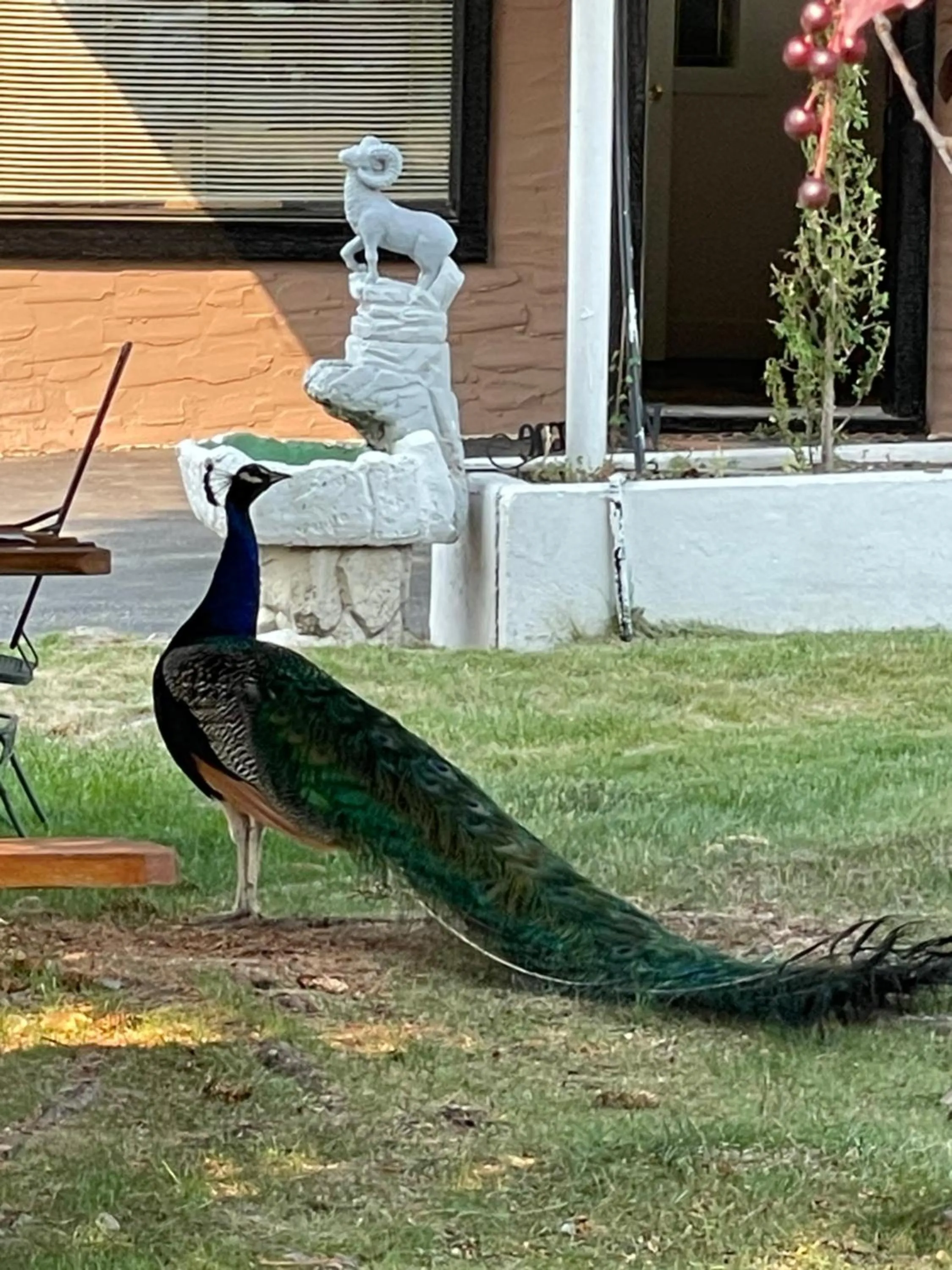 Animals in Destination INN