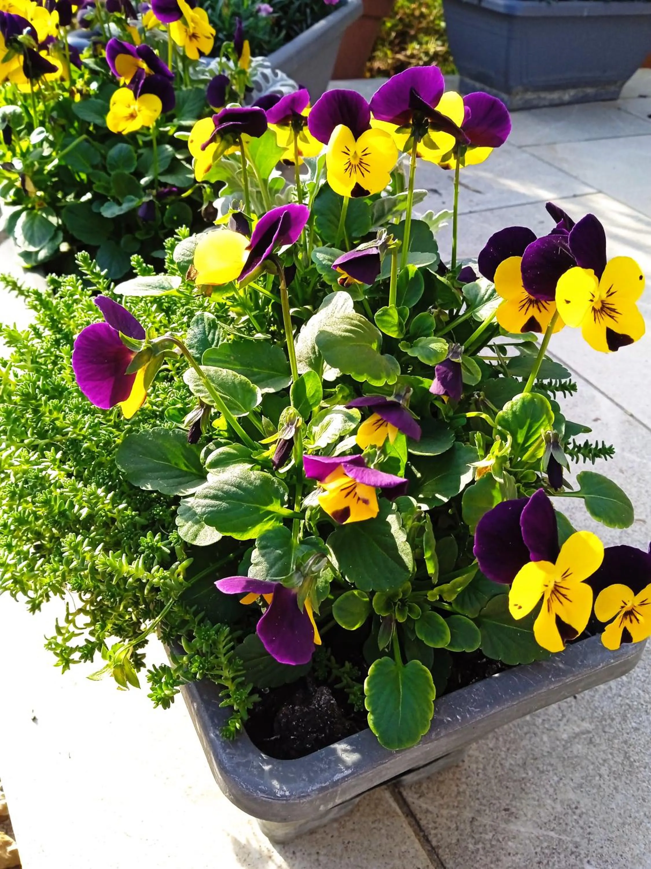 Balcony/Terrace in Alfréd Panzió