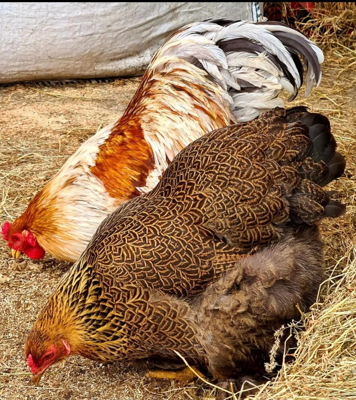 Other in Greenvale Cabins