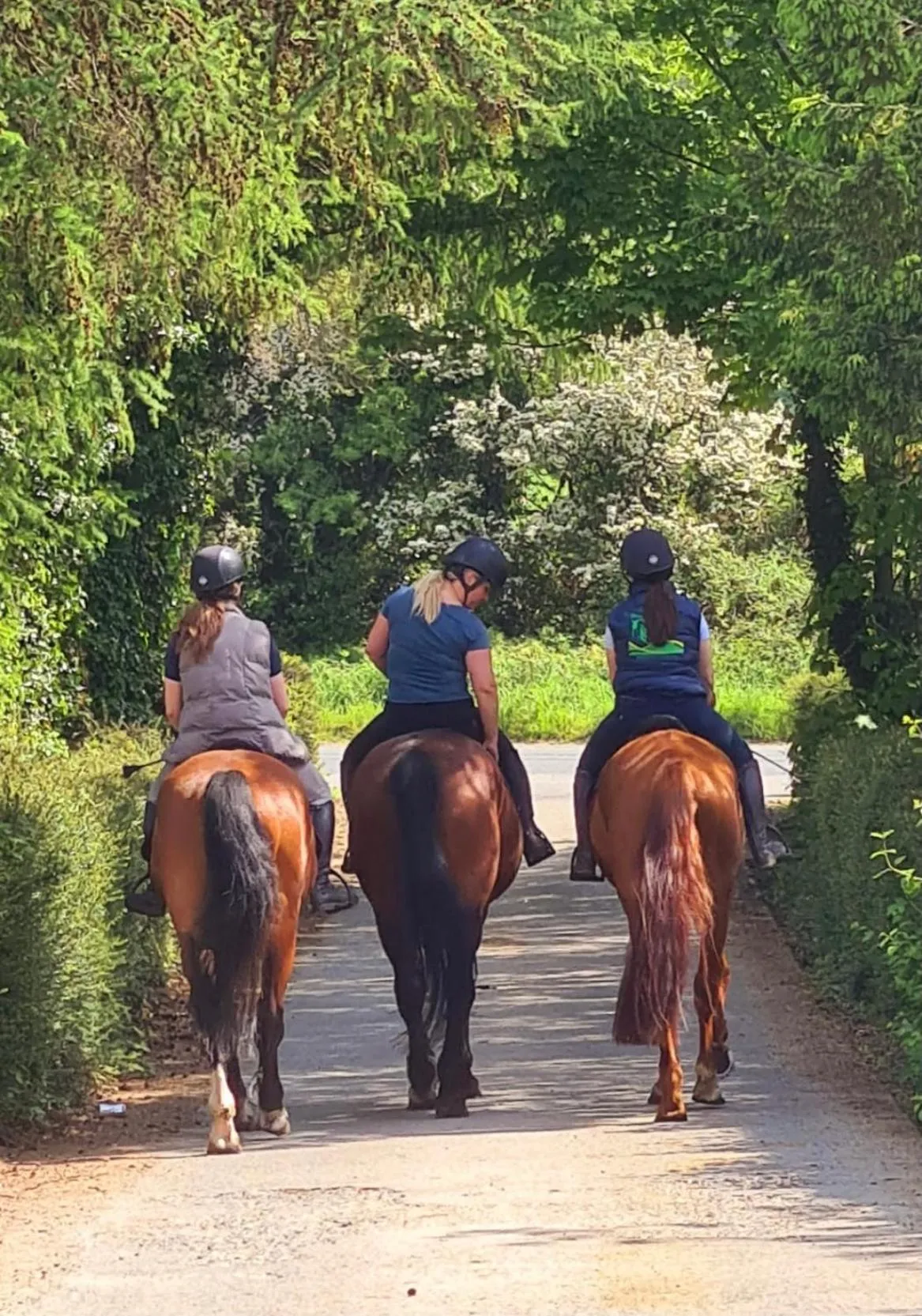 Property building in Greenvale Cabins