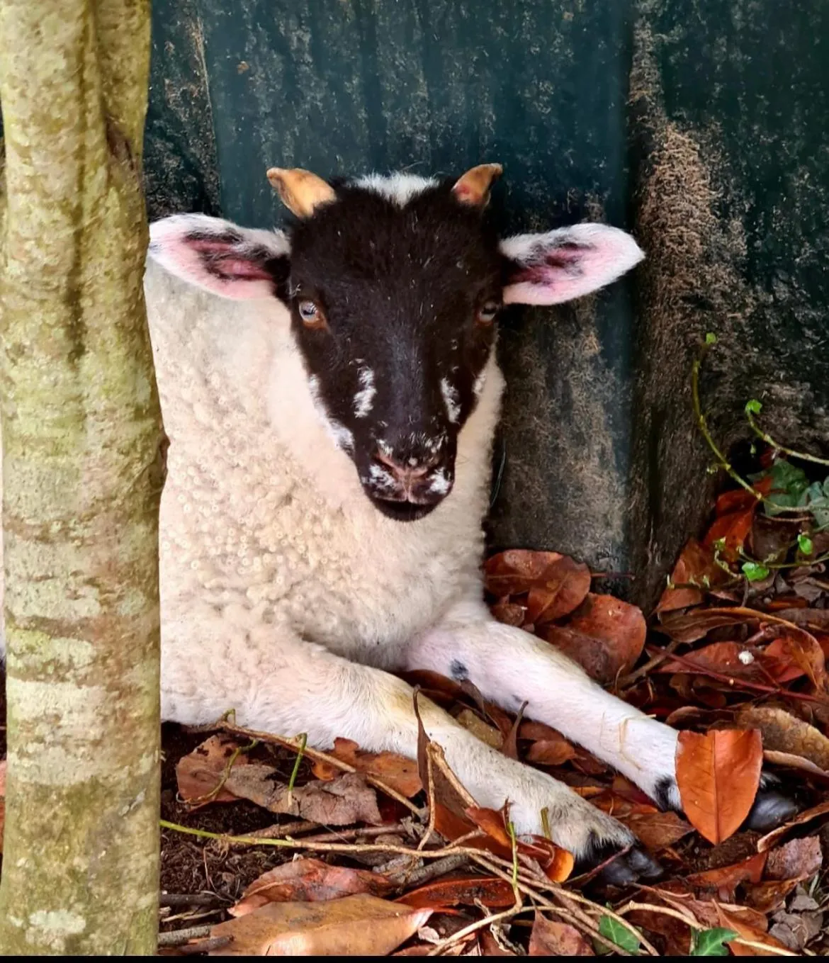 Other in Greenvale Cabins