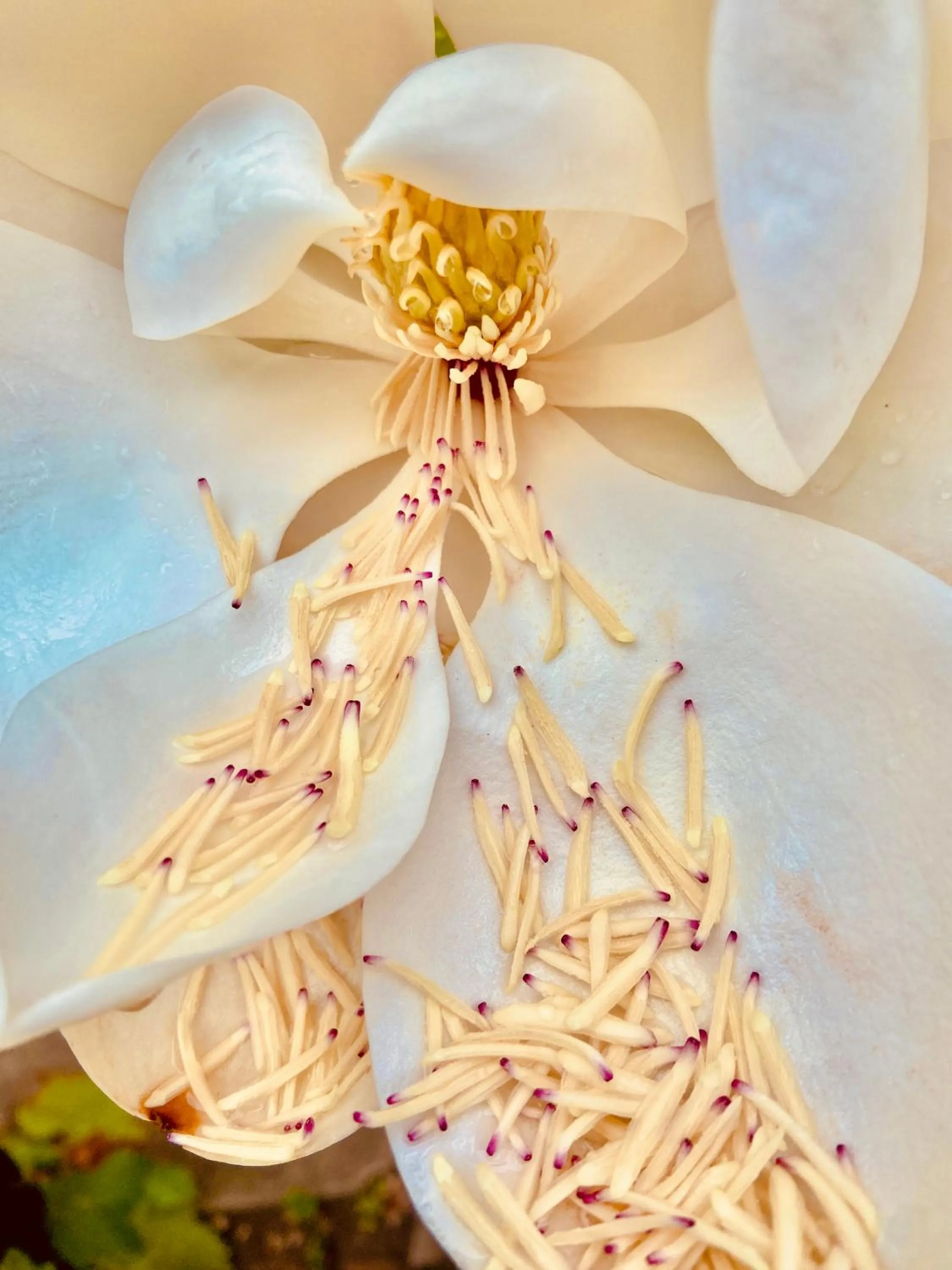 Garden in La maison Gerval