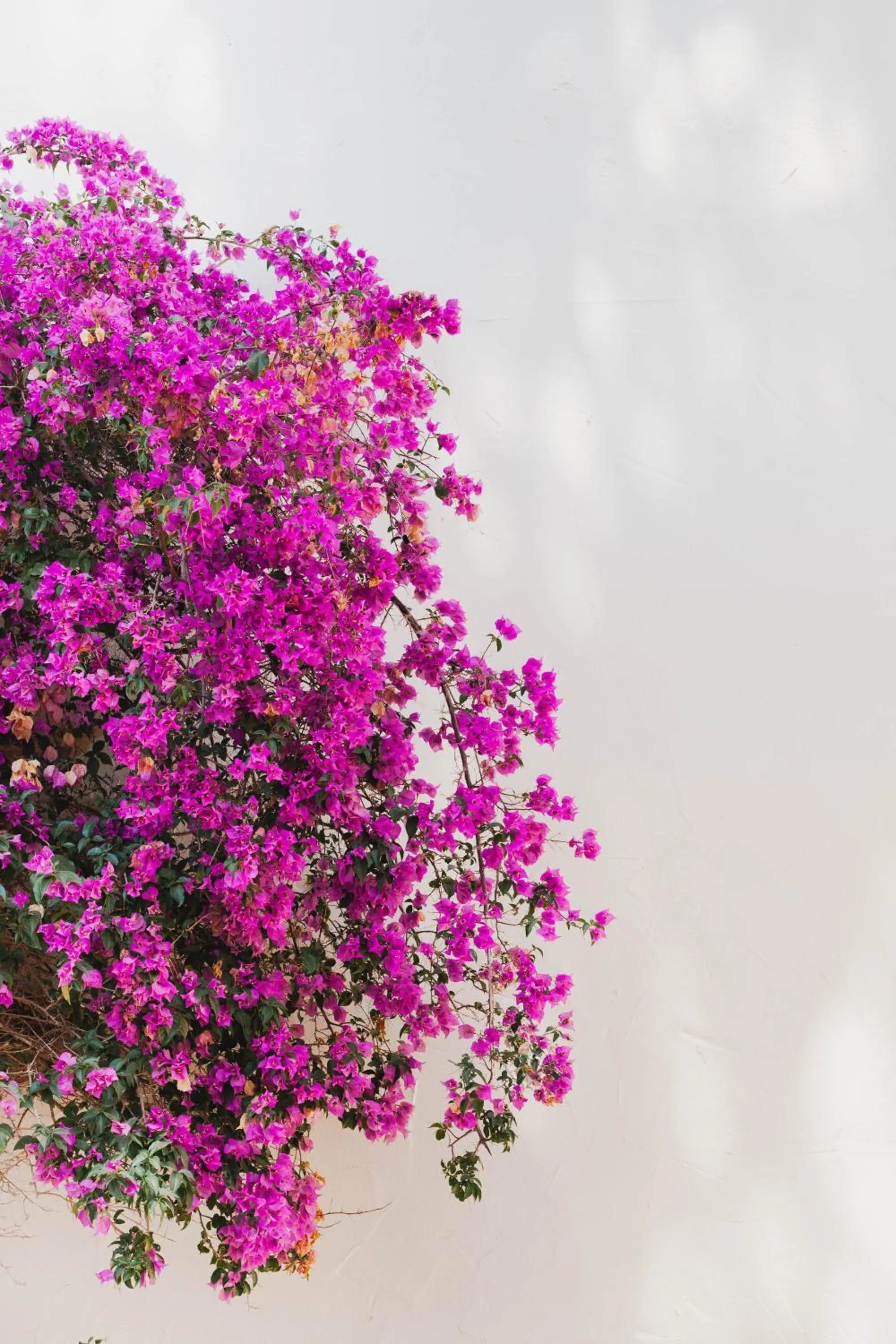 Garden in Hotel Ritual de Terra & SPA