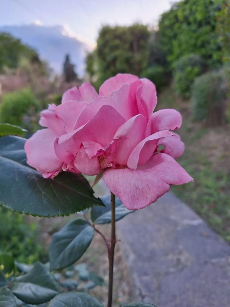 B&B Le rose di Paola