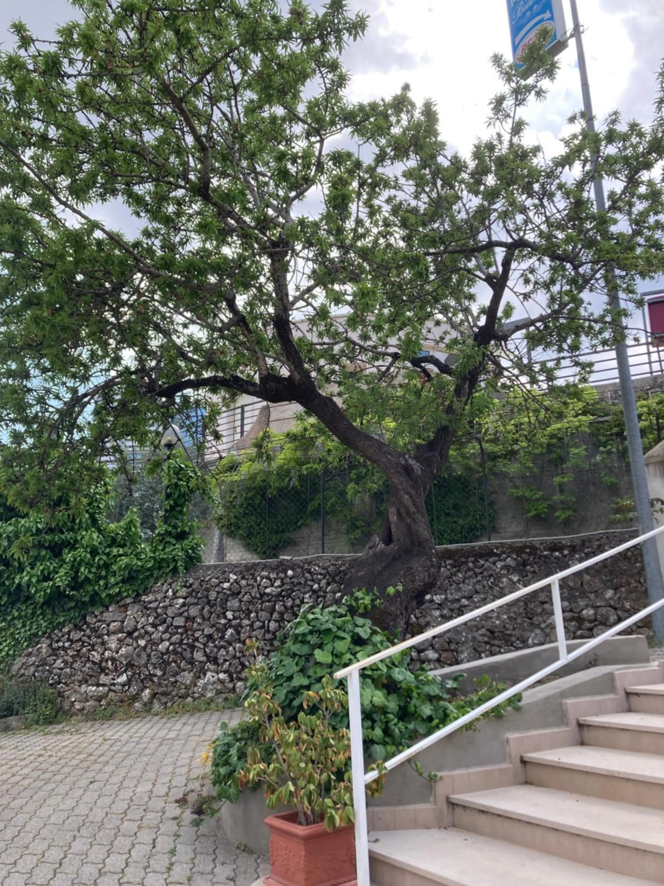 Garden in Albergo pensione Bianco