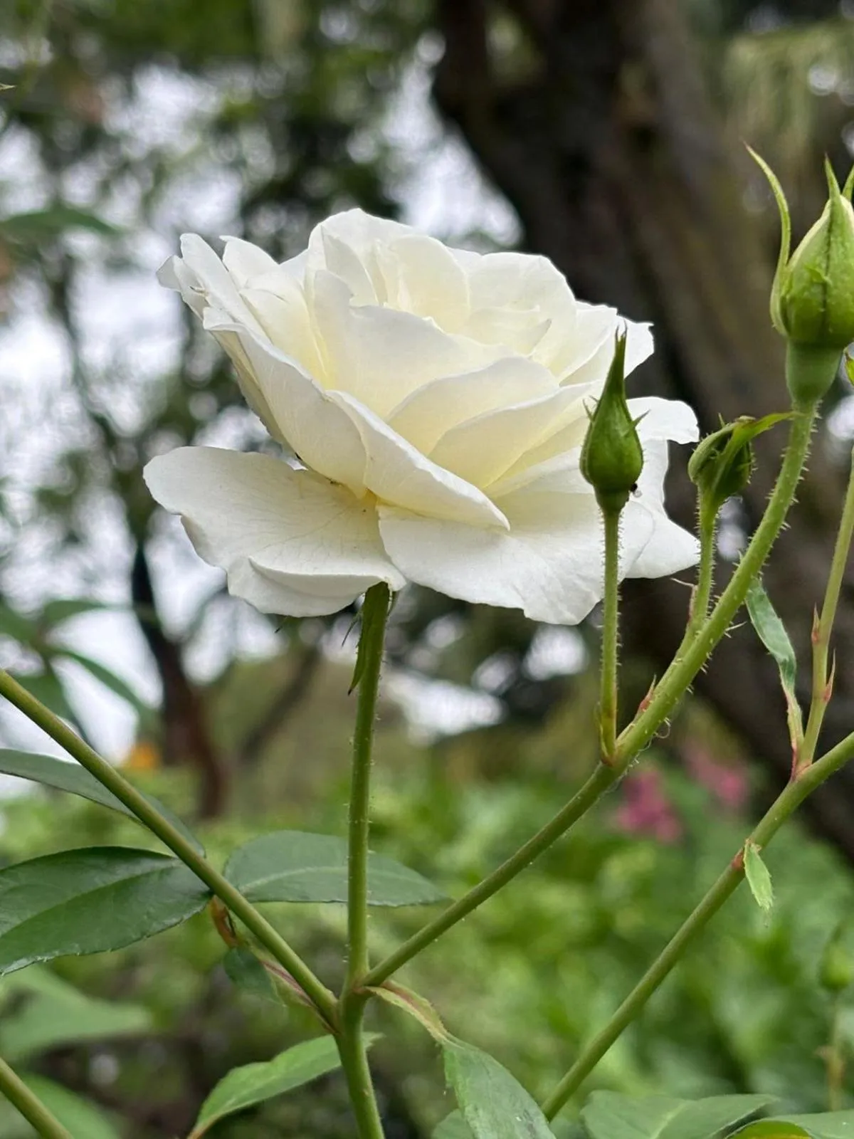 Garden in Ben's Bed and Breakfast