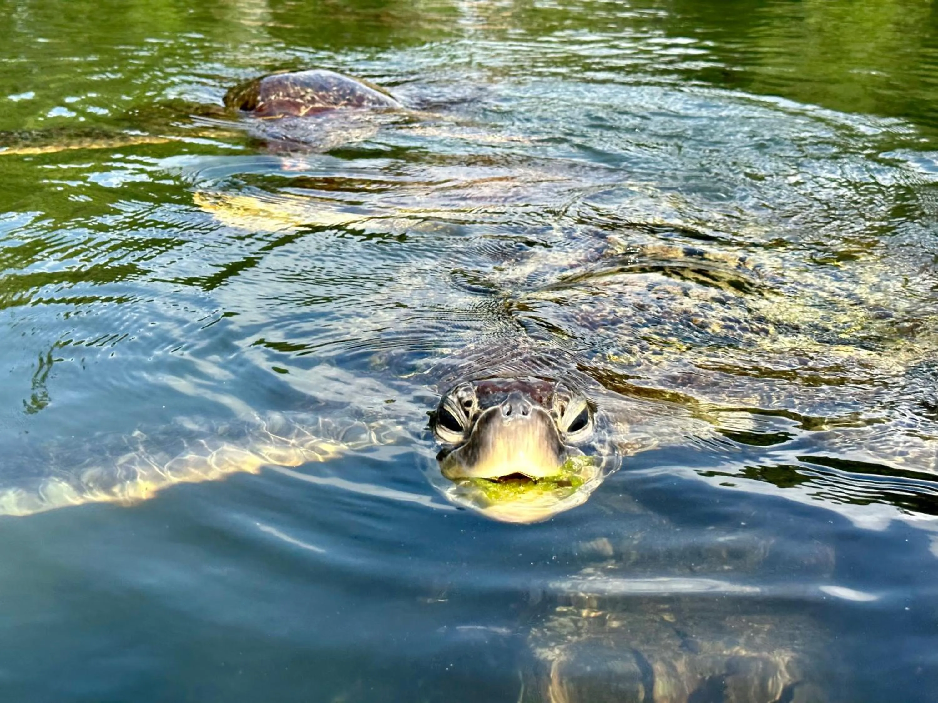 Chikachika Beach B&B