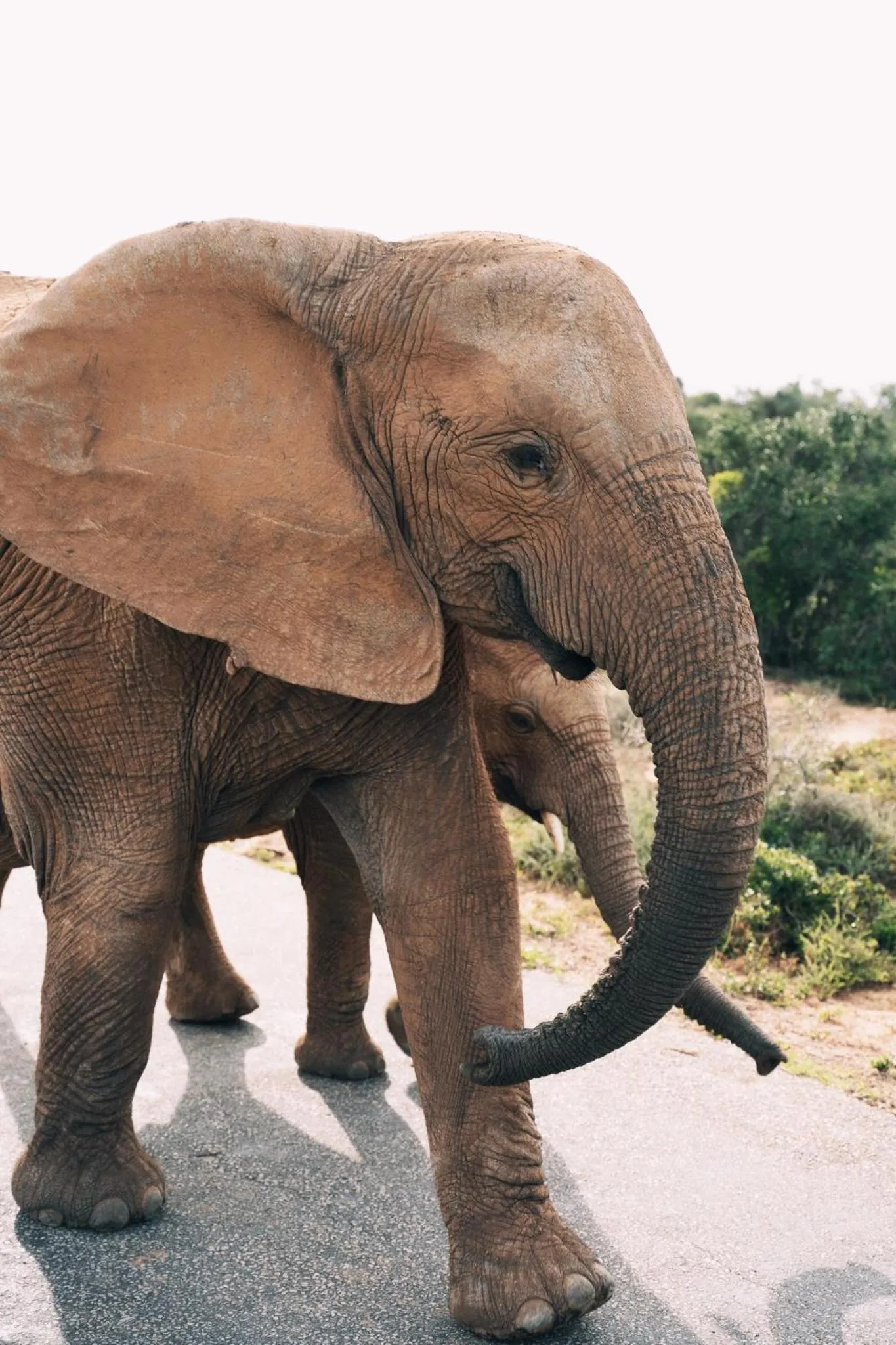 Activities in Camp Figtree by The Oyster Collection