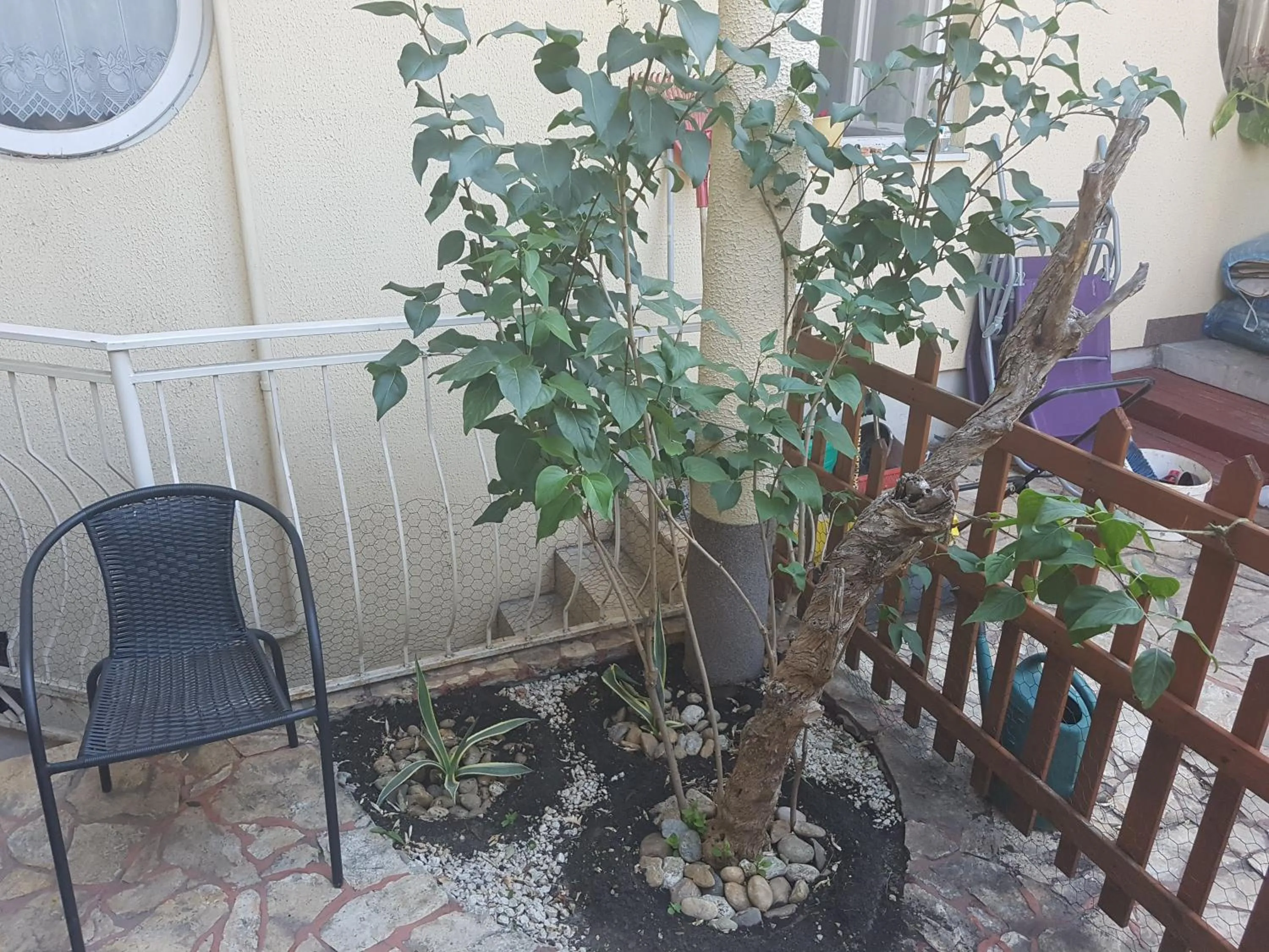 Garden in Hotel Oswaldo