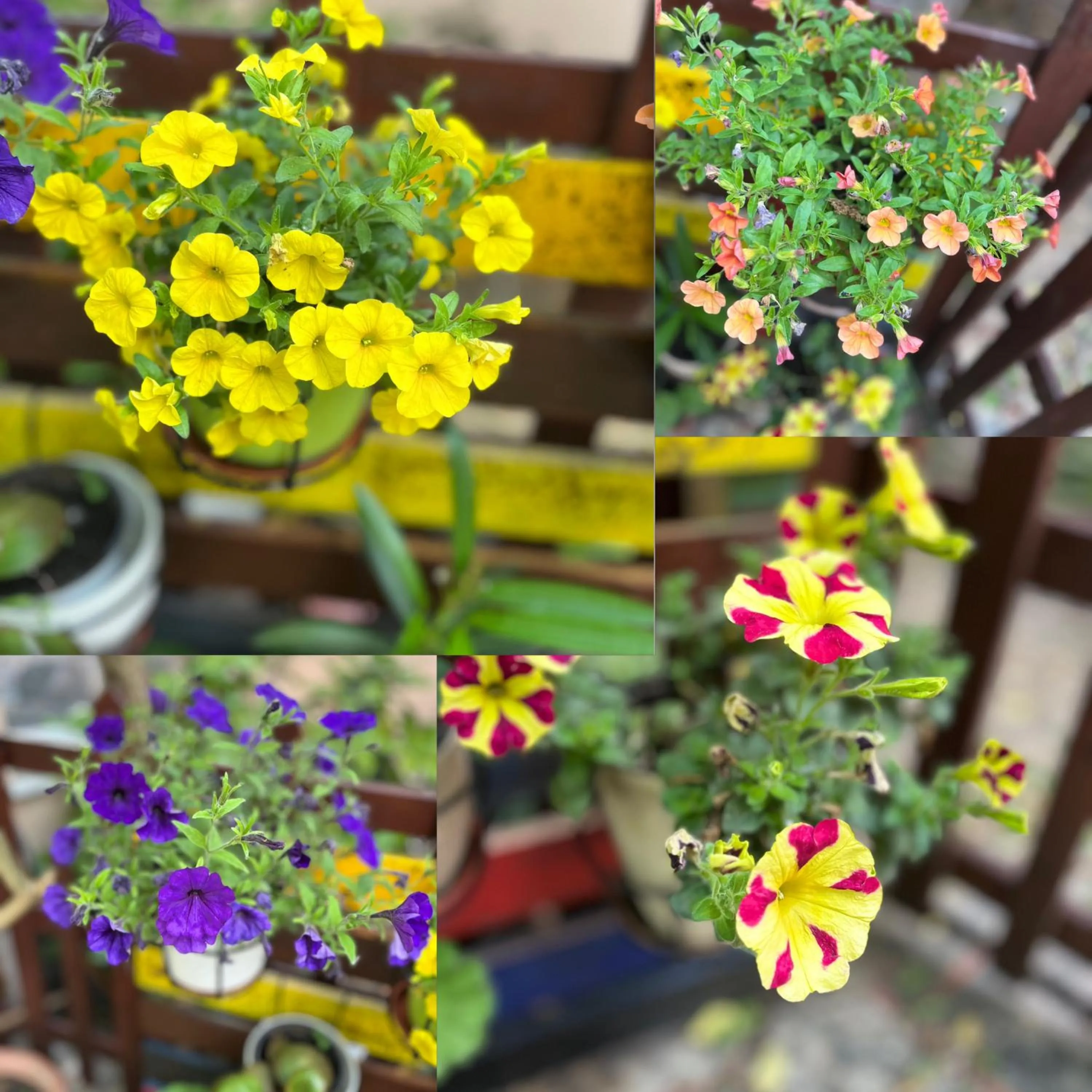 Garden in Hotel Oswaldo