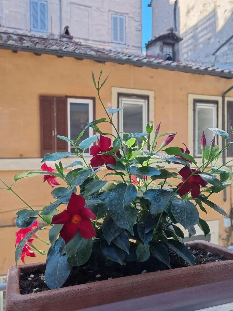 Facade/entrance in Corso Suite 107 Rooms Wellness & Spa