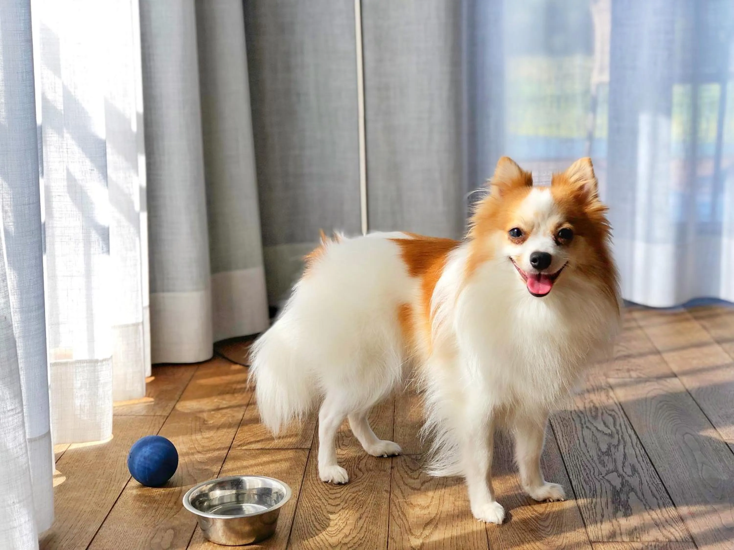 Pets in Tisza Balneum Hotel