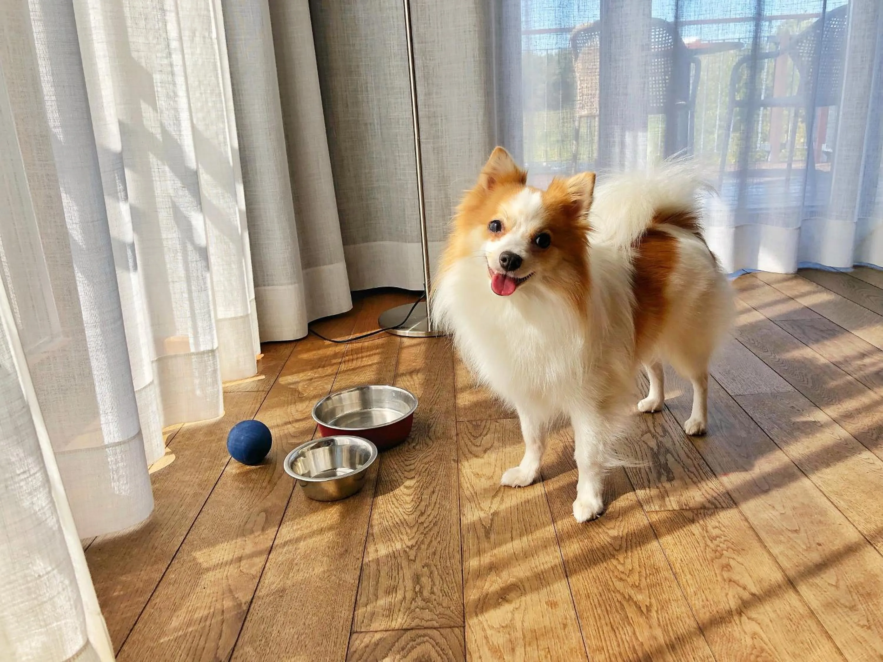 Pets in Tisza Balneum Hotel