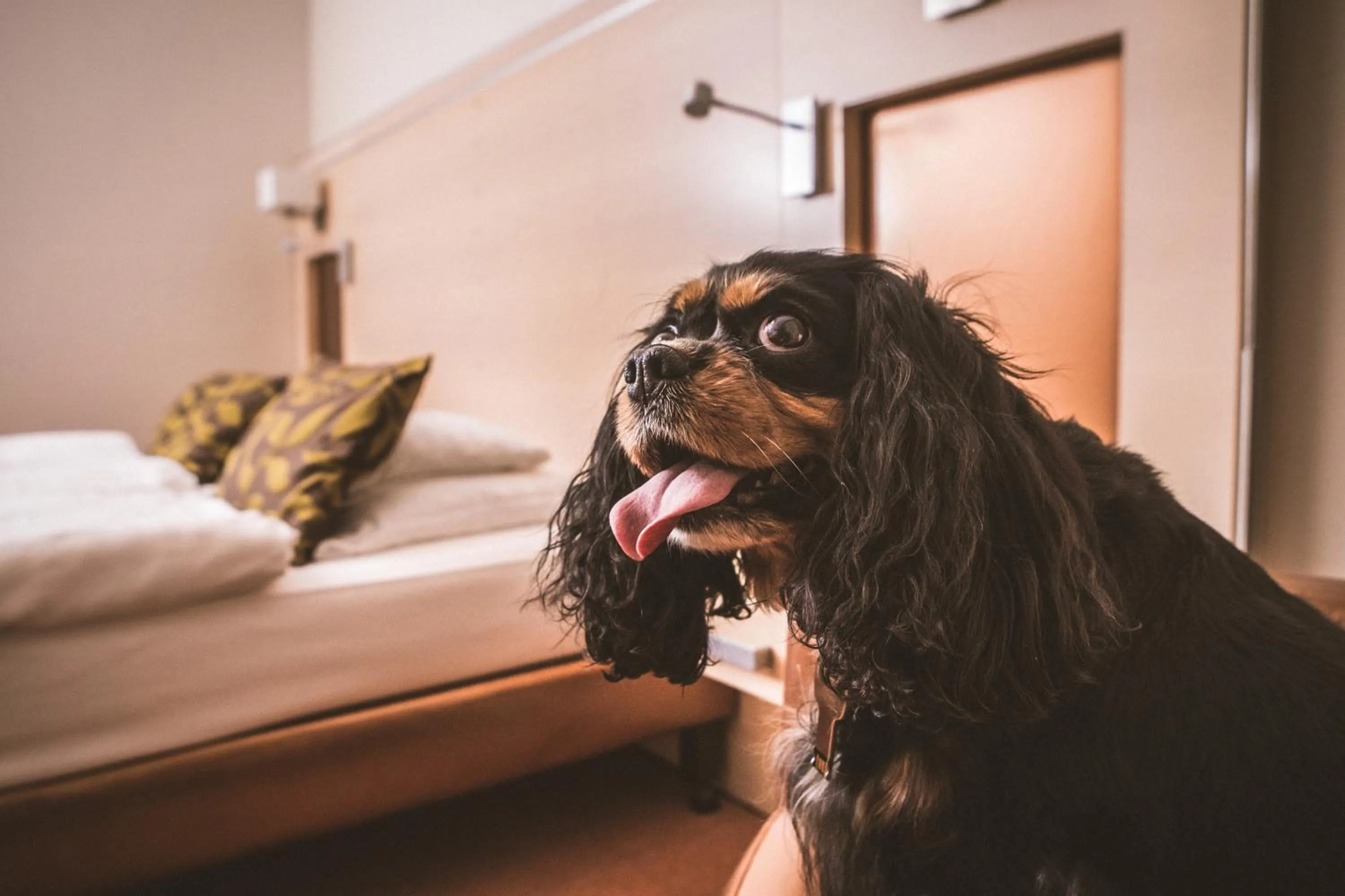 Pets in Hotel Sopron