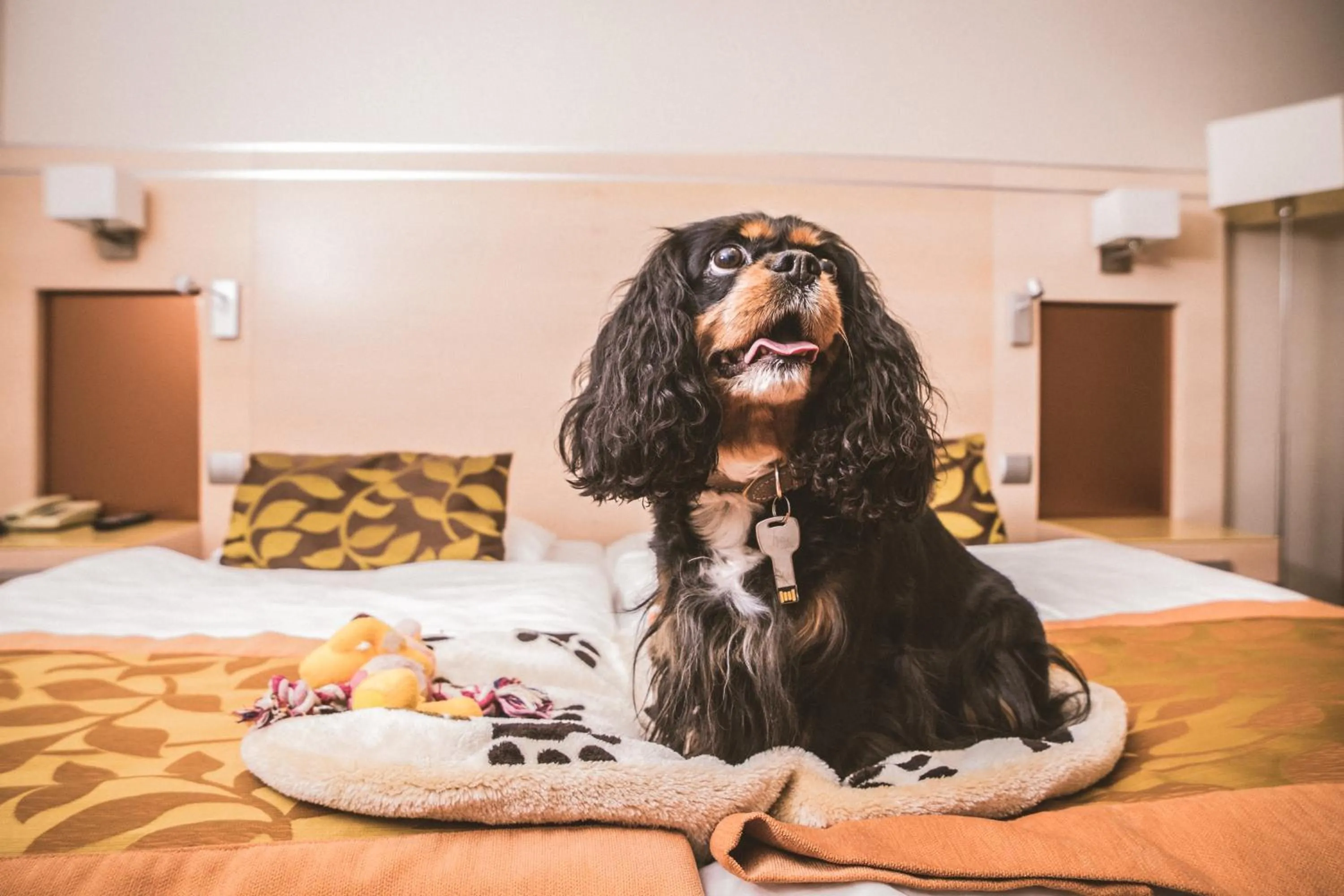 Pets, Bed in Hotel Sopron