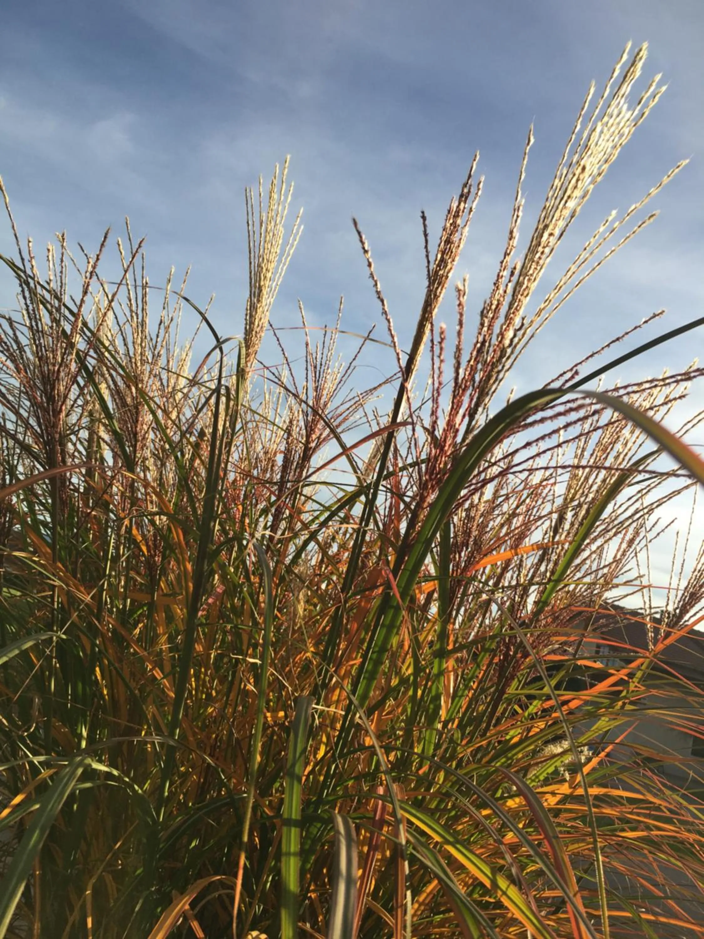 Property building in Heufelder Hof