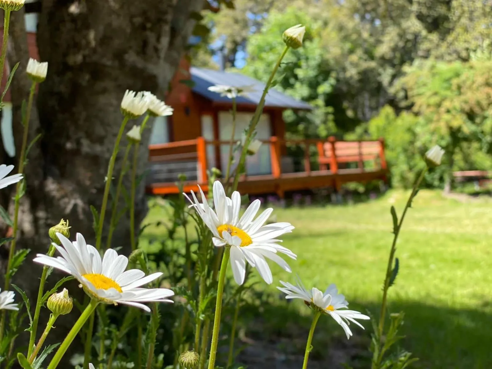 Garden in Solar Selvana - Casas de montaña