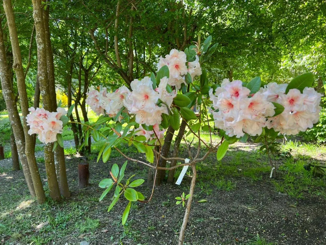 Spring in Solar Selvana - Casas de montaña
