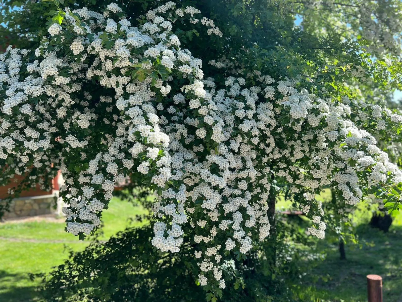 Spring in Solar Selvana - Casas de montaña