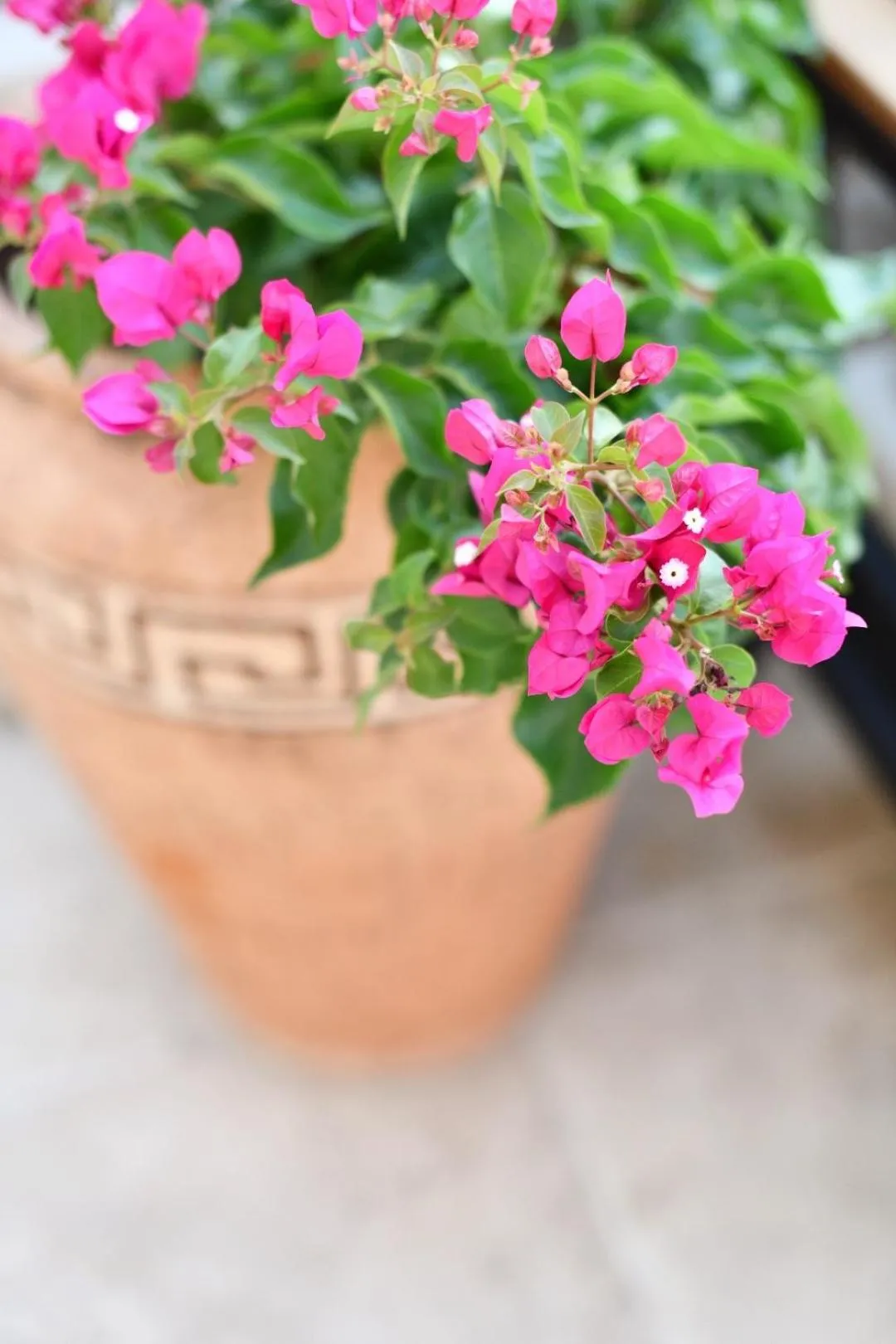 Garden in Villa Ephesus Hotel