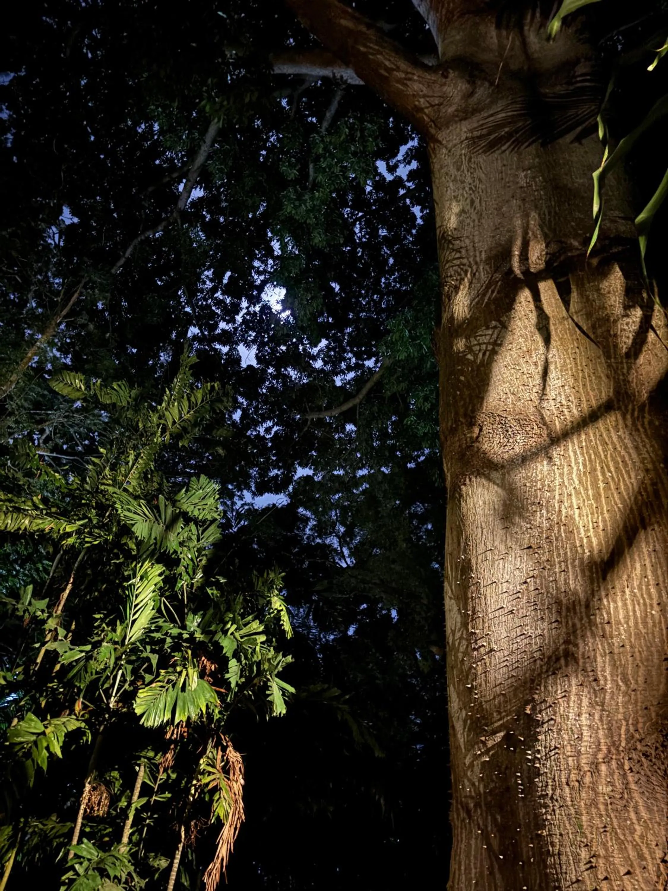 Garden in Mbweni Ruins & Gardens Previously Jungle Paradise