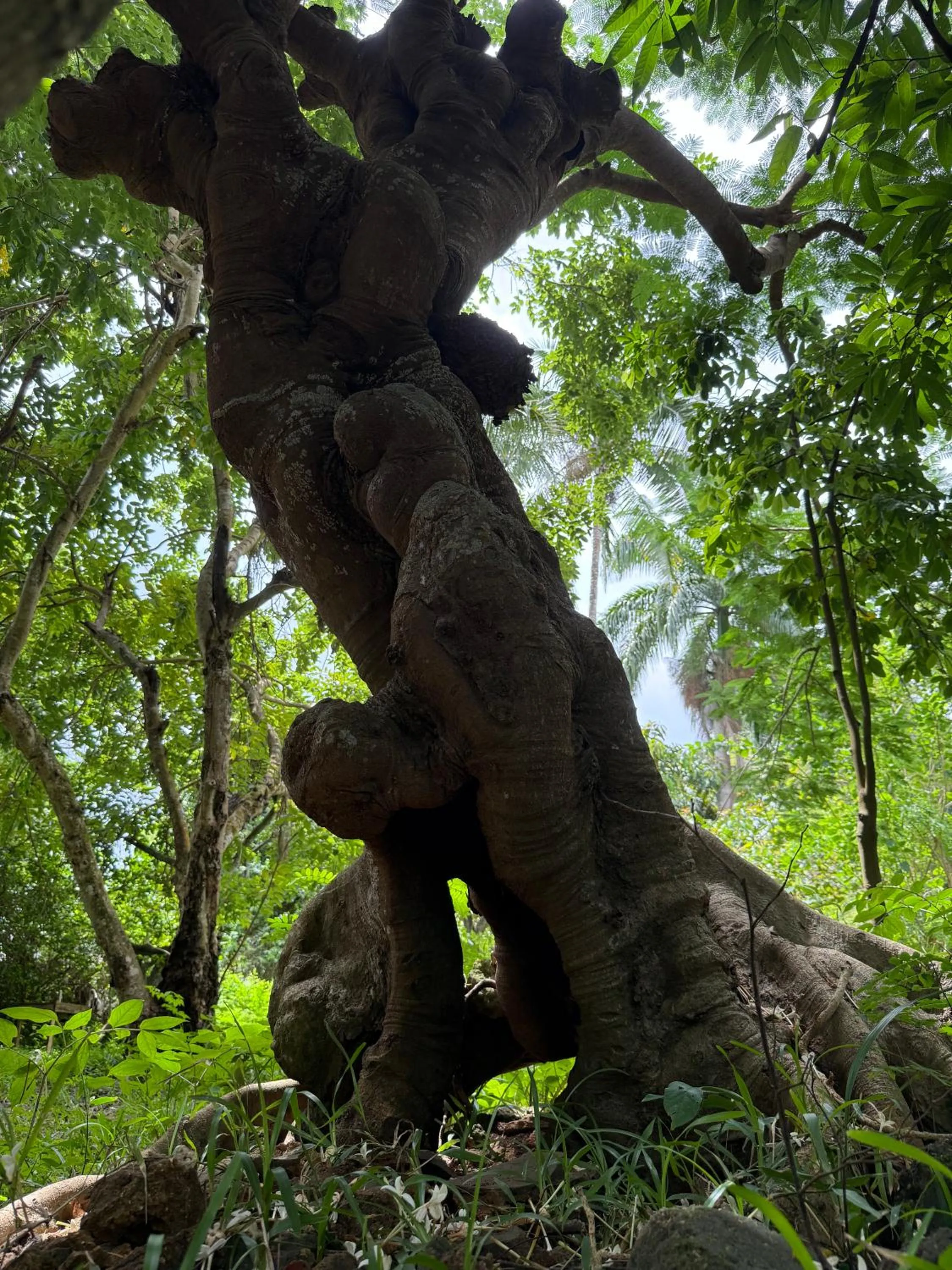 Garden in Mbweni Ruins & Gardens Previously Jungle Paradise