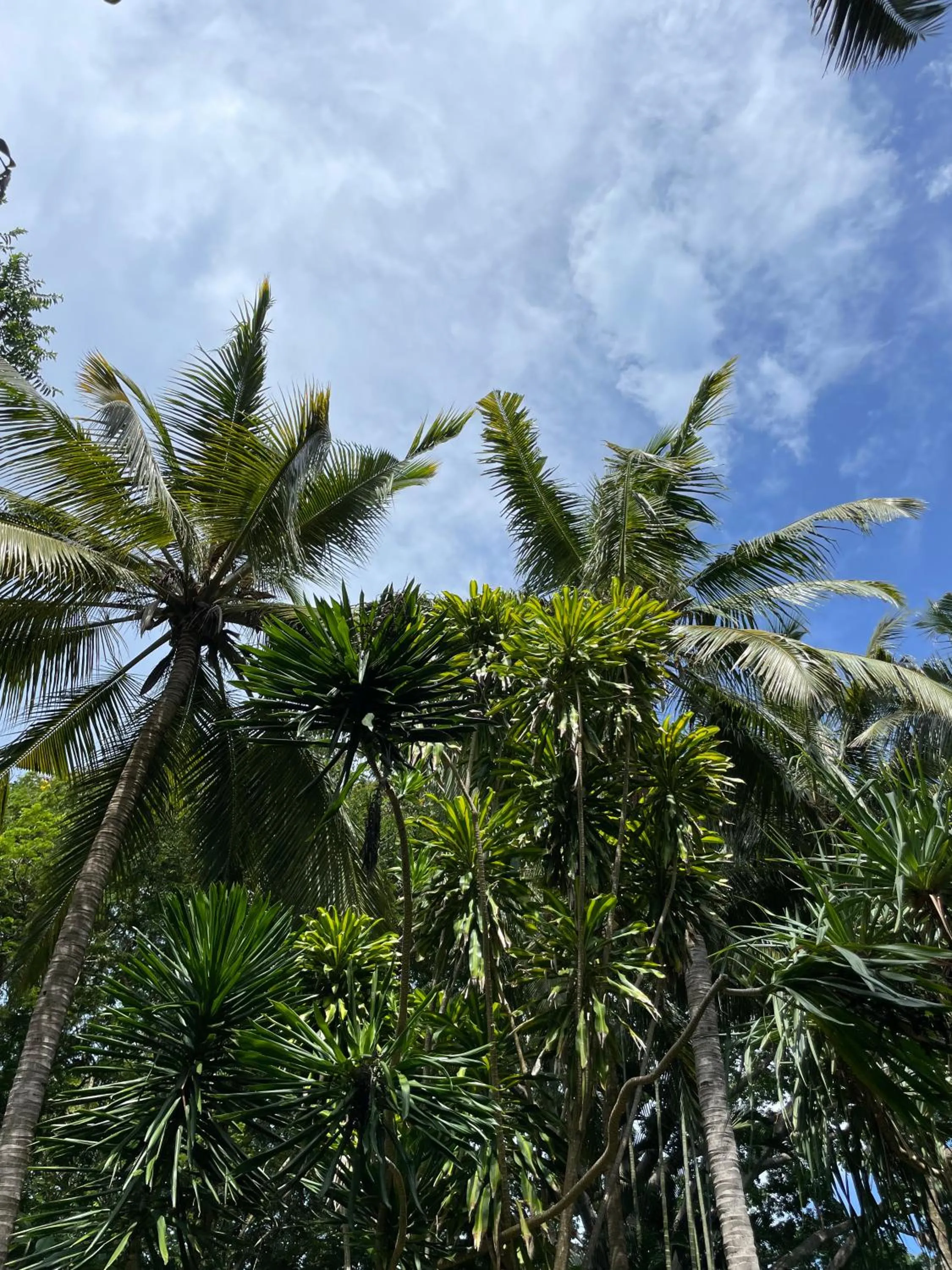 Garden in Mbweni Ruins & Gardens Previously Jungle Paradise