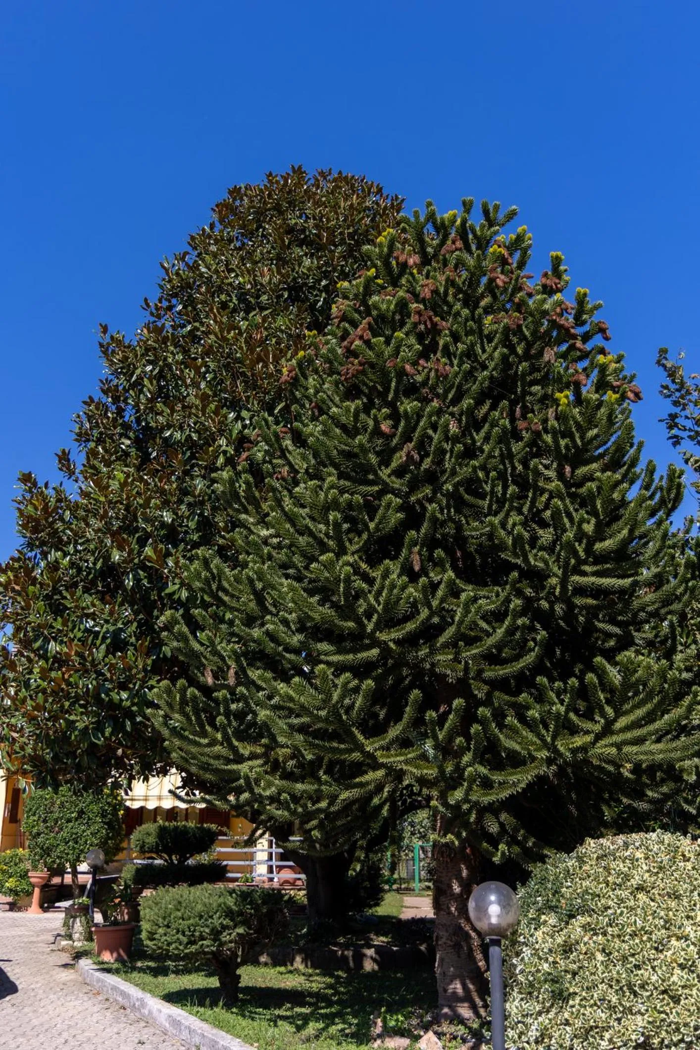Garden in Santa Maria Apartments
