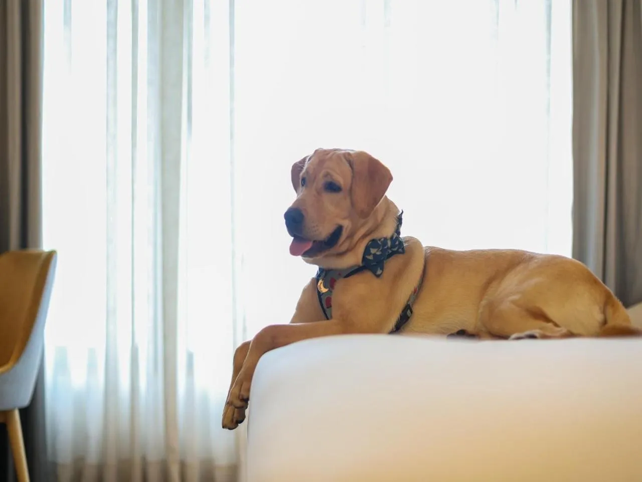 pet friendly in Vivanta Bhubaneswar DN Square