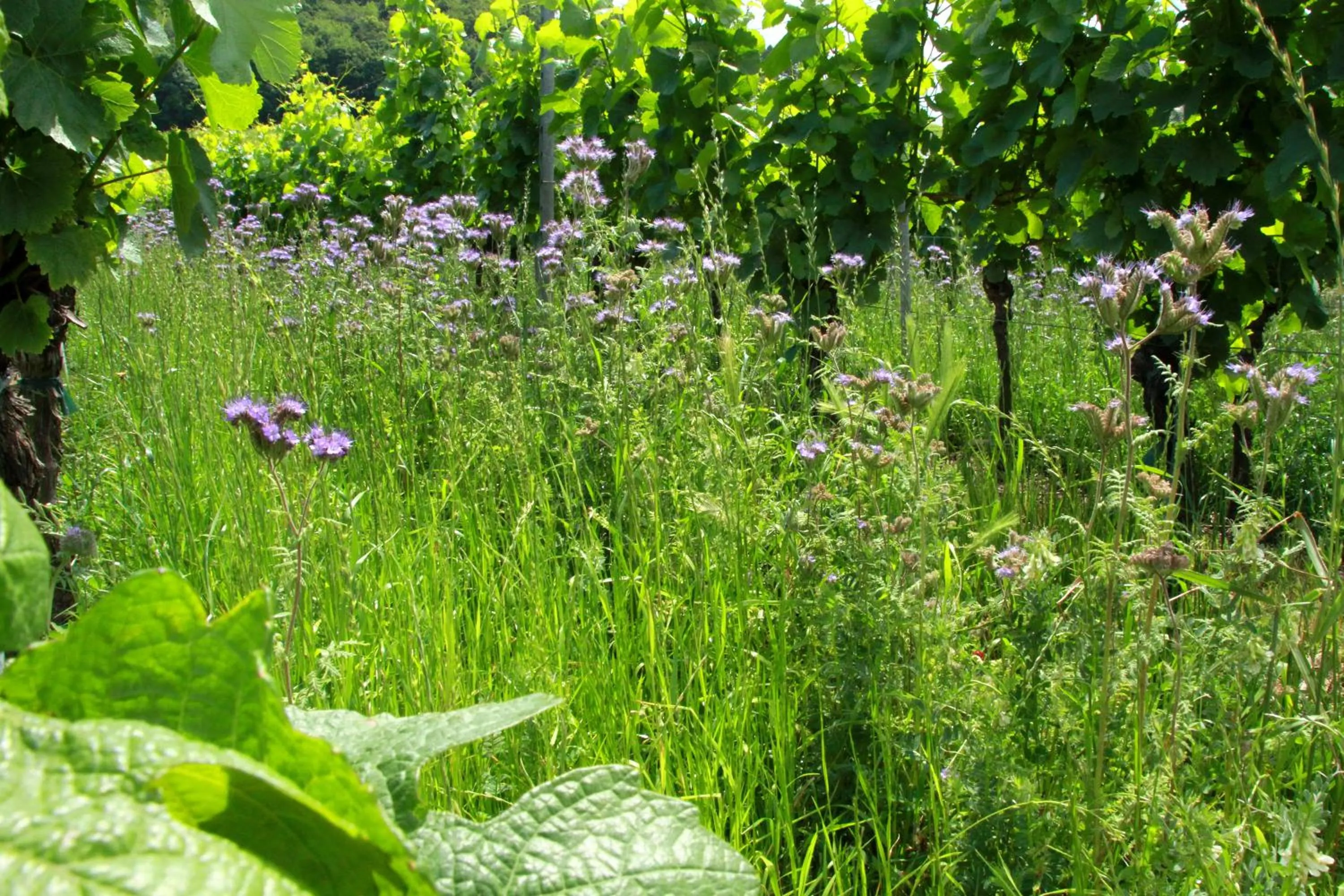 Spring in Hotel & Gasthof zum Rödelseer Schwan