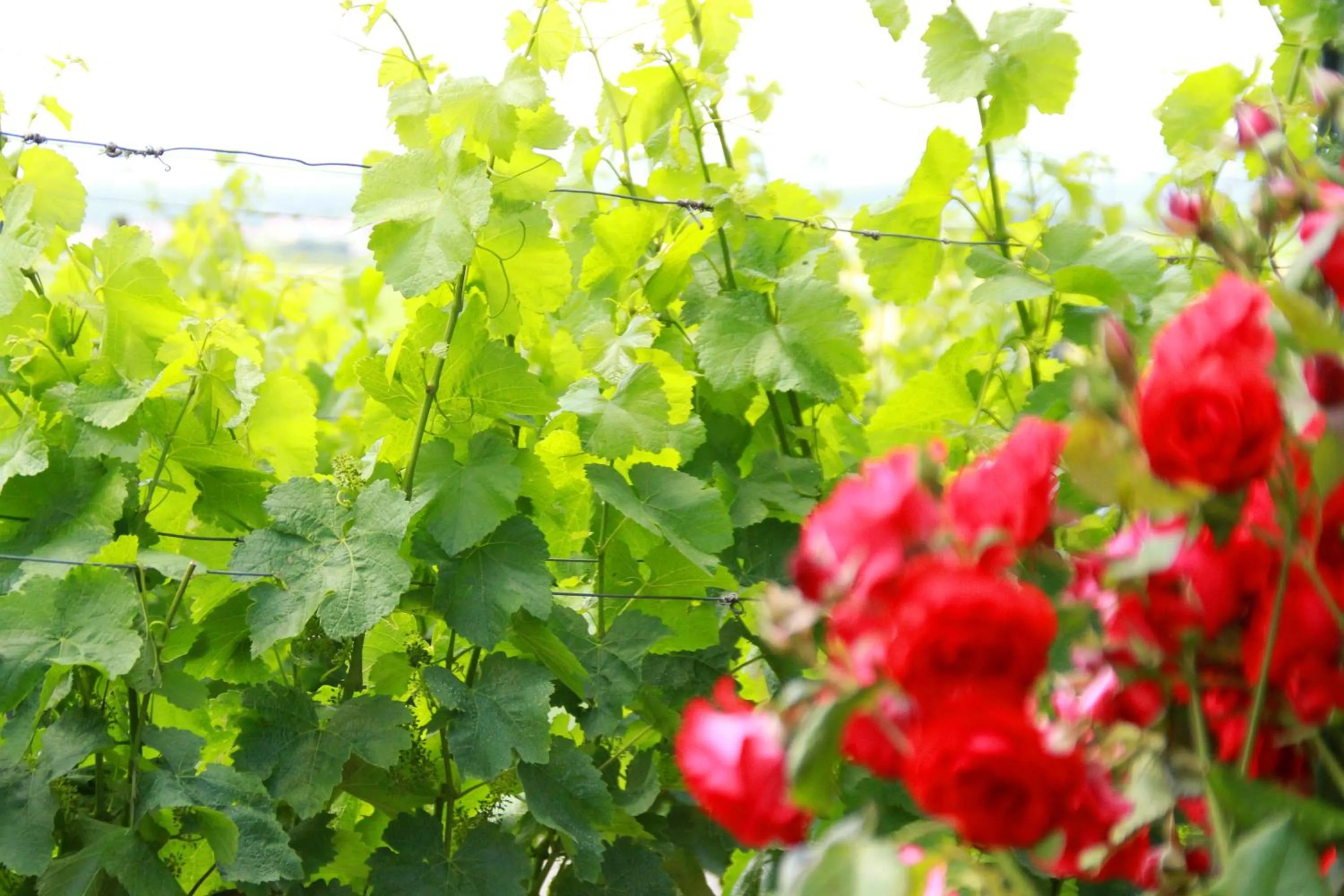 Spring in Hotel & Gasthof zum Rödelseer Schwan