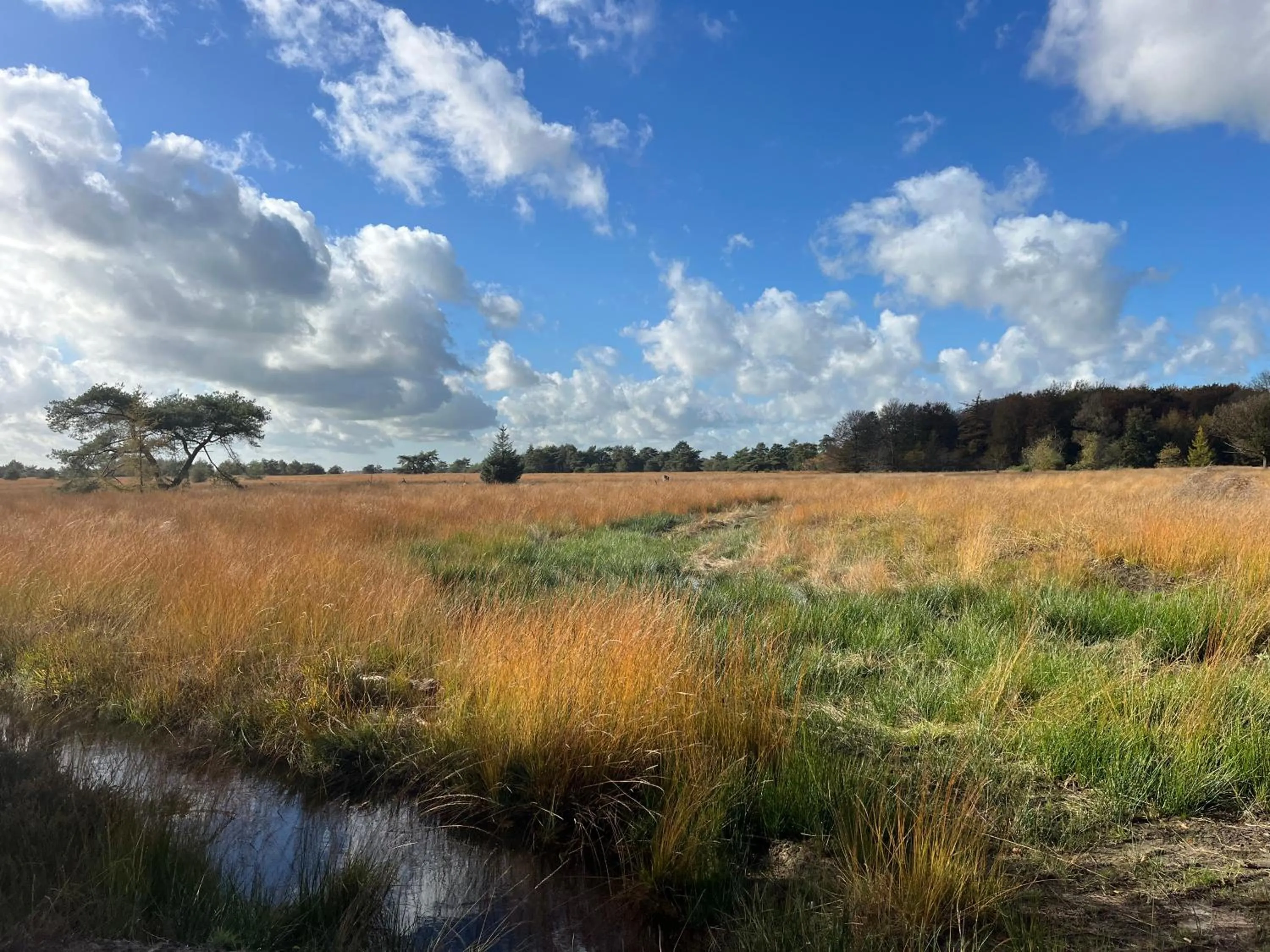 Natural landscape in Klein Soestdijk