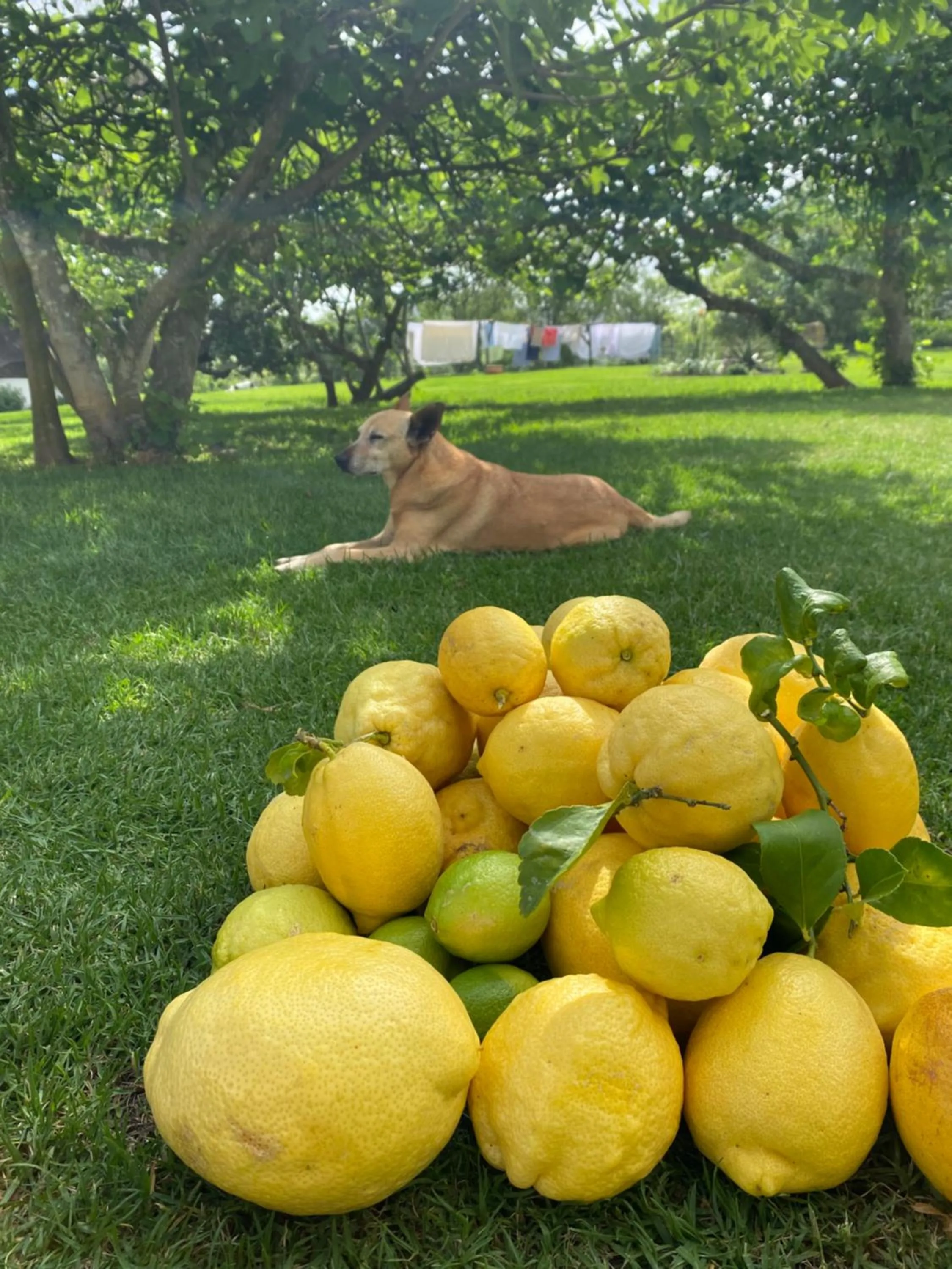 Zeekoegat Historical Homestead