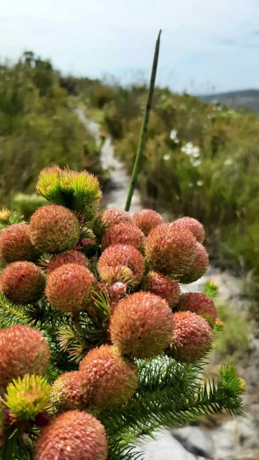 Zeekoegat Historical Homestead