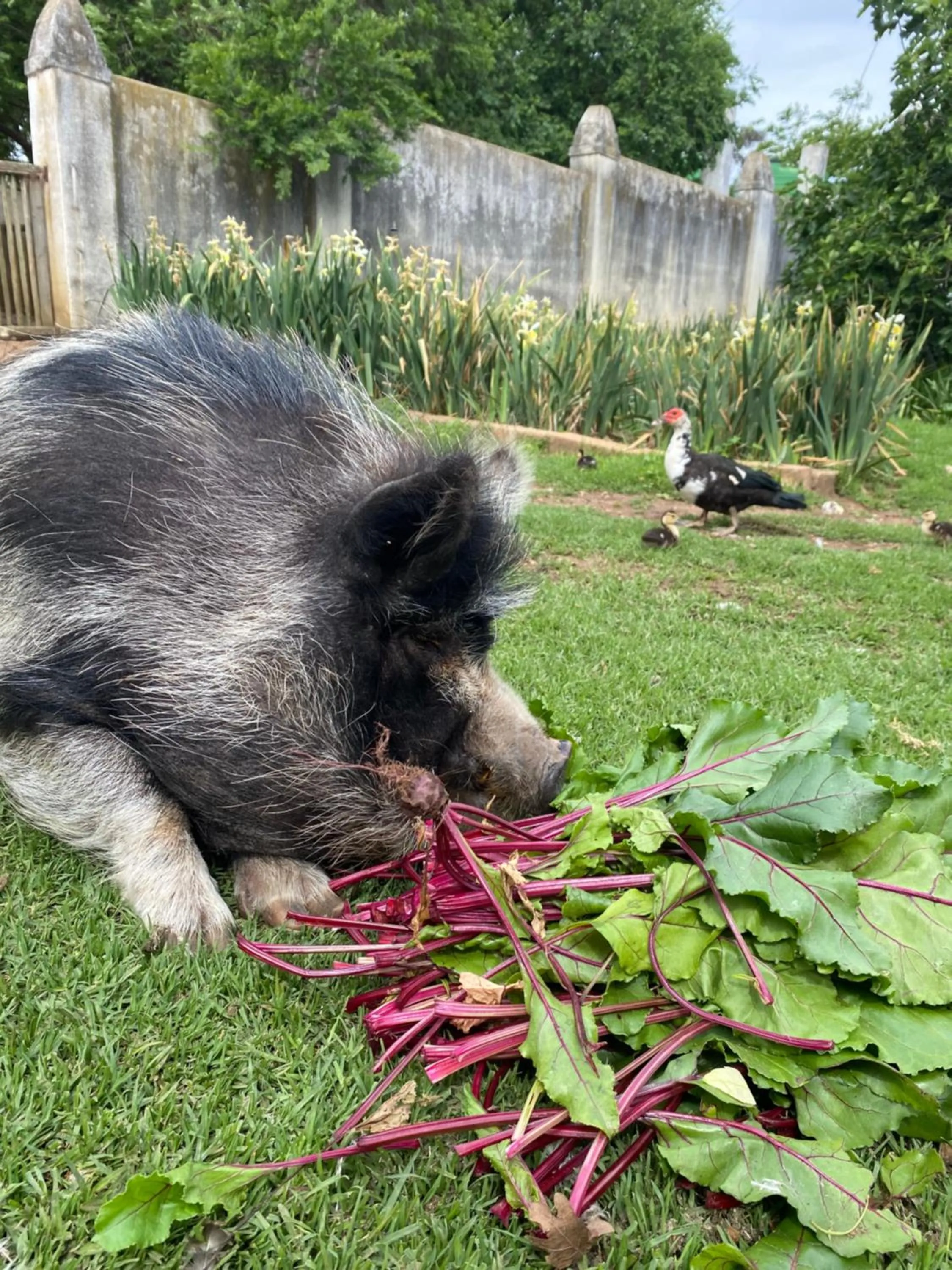 Zeekoegat Historical Homestead