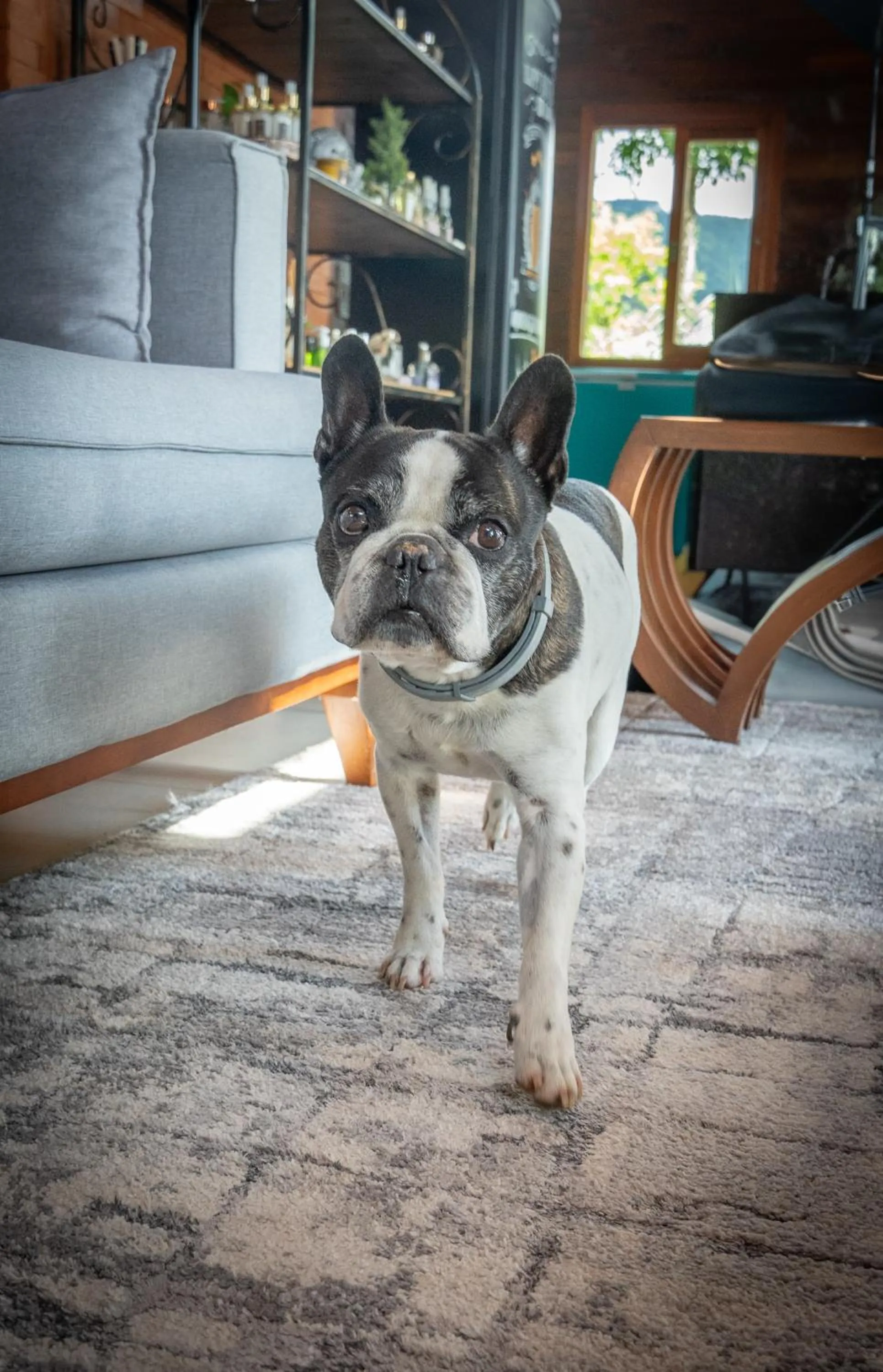 Pets in Valle Ristretto - Exclusivo para Casais