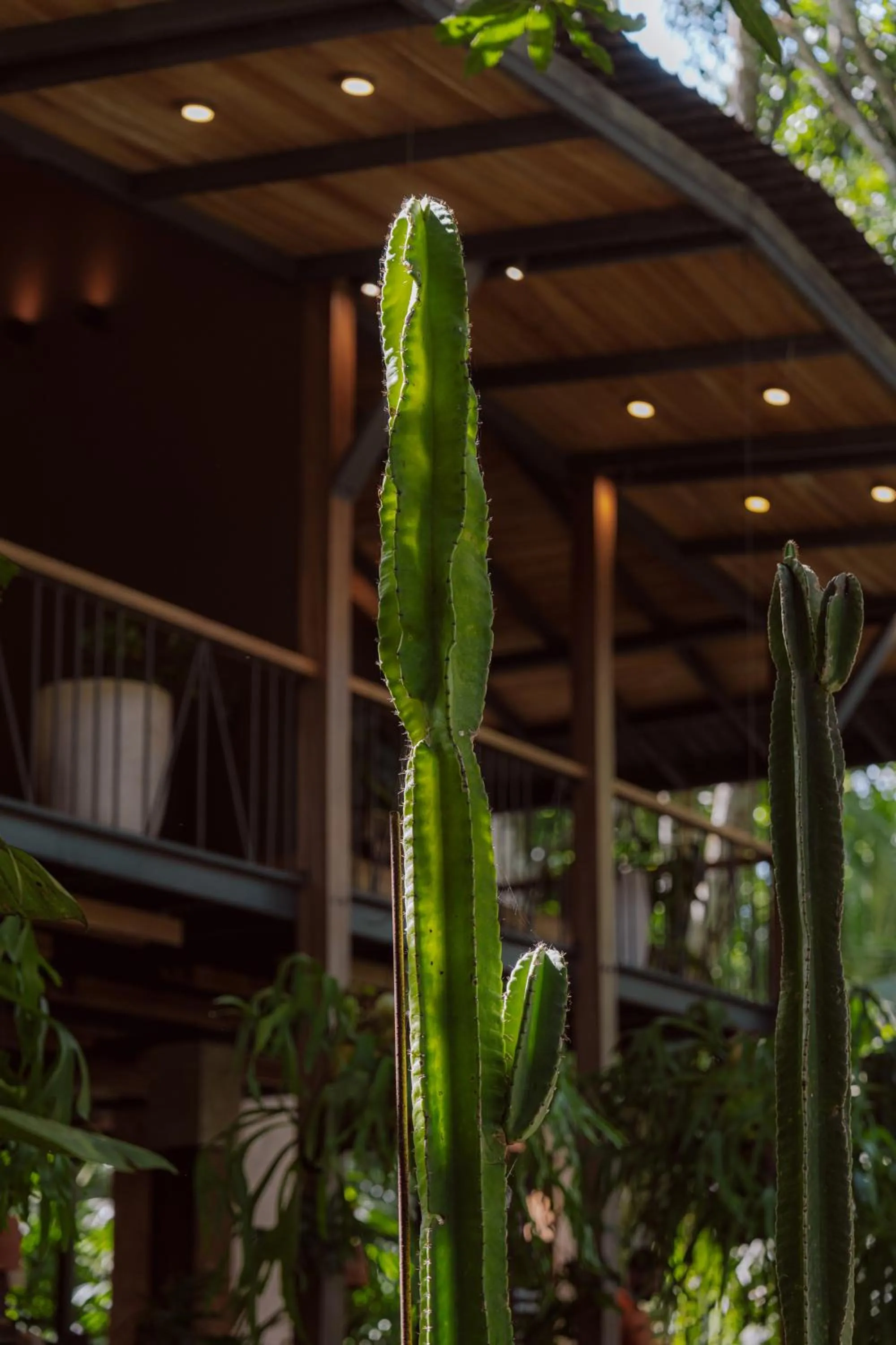 Garden in awā Beachfront Hotel