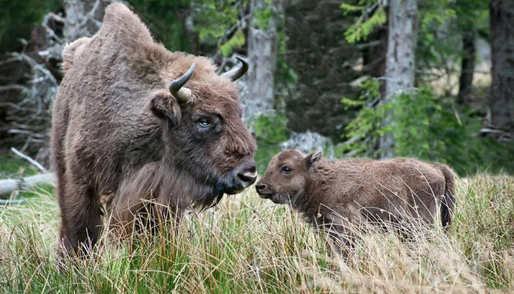 Brit Hotel Confort Deltour Mende