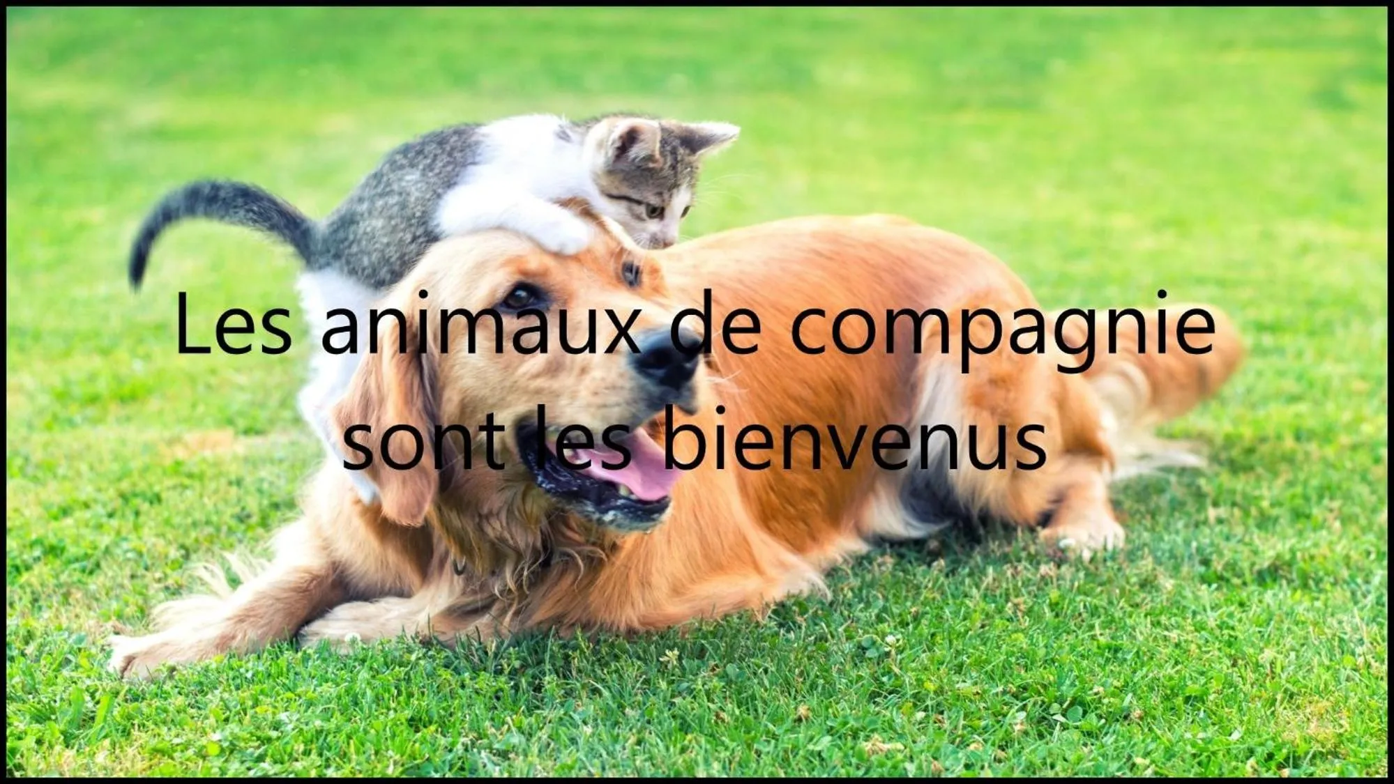 Pets in Brit Hotel Confort Deltour Mende