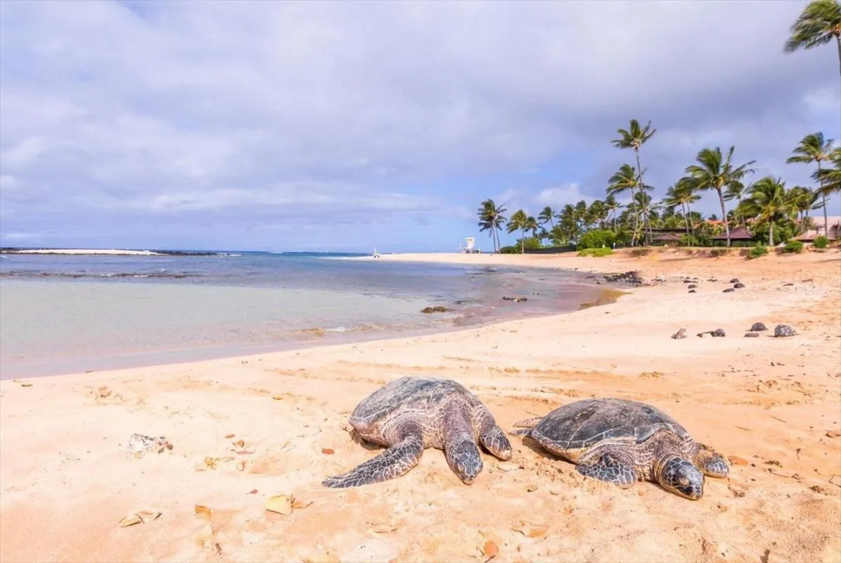 Beach in Kiahuna Plantation 96, Poipu Beach, Club Membership, Part Ocean View, Kids Toys