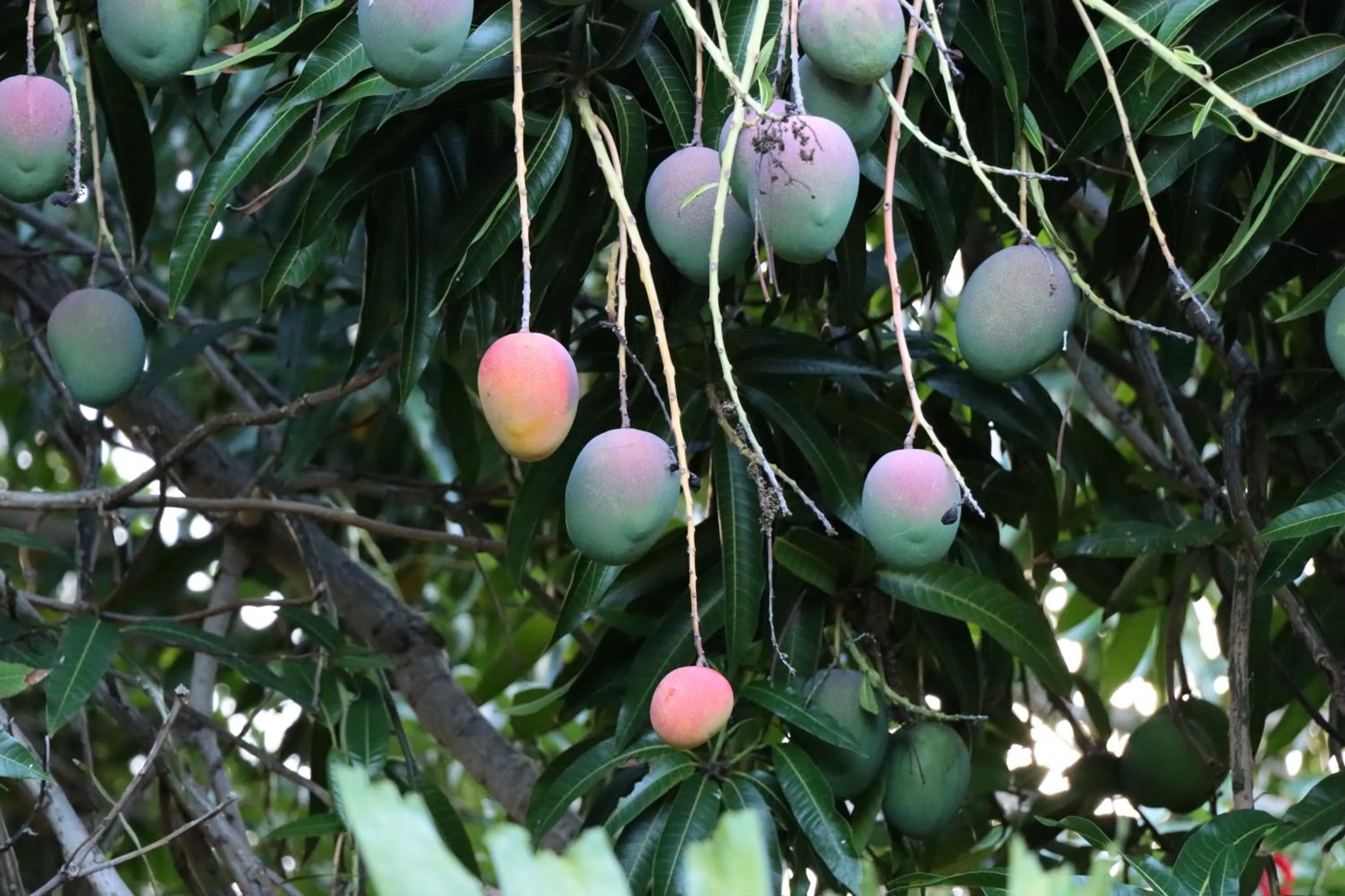 Garden view in Kiahuna Plantation 96, Poipu Beach, Club Membership, Part Ocean View, Kids Toys