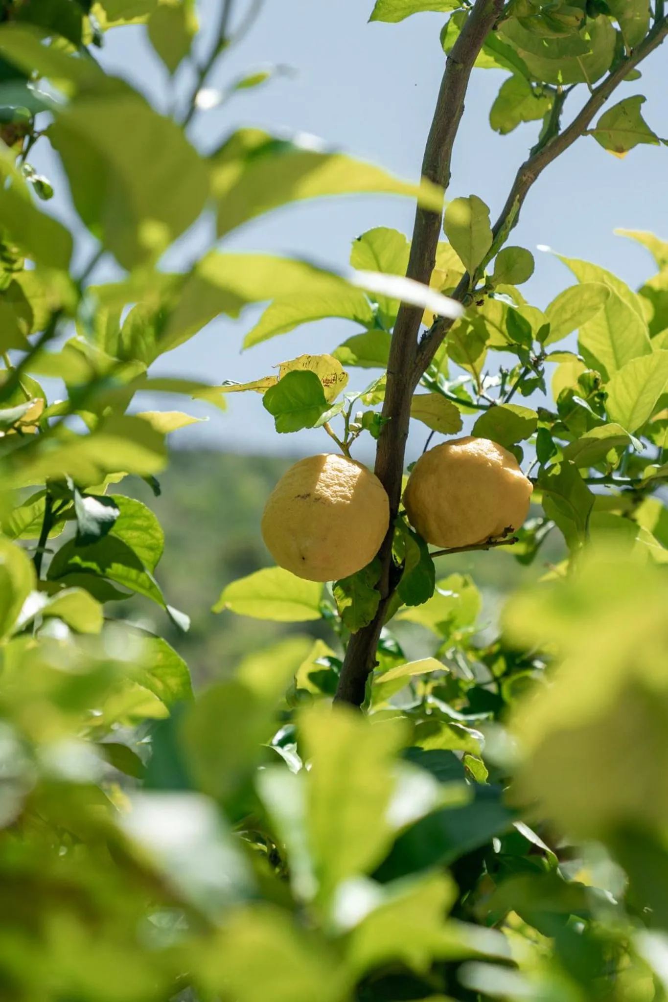Natural landscape in Kaminos Evia