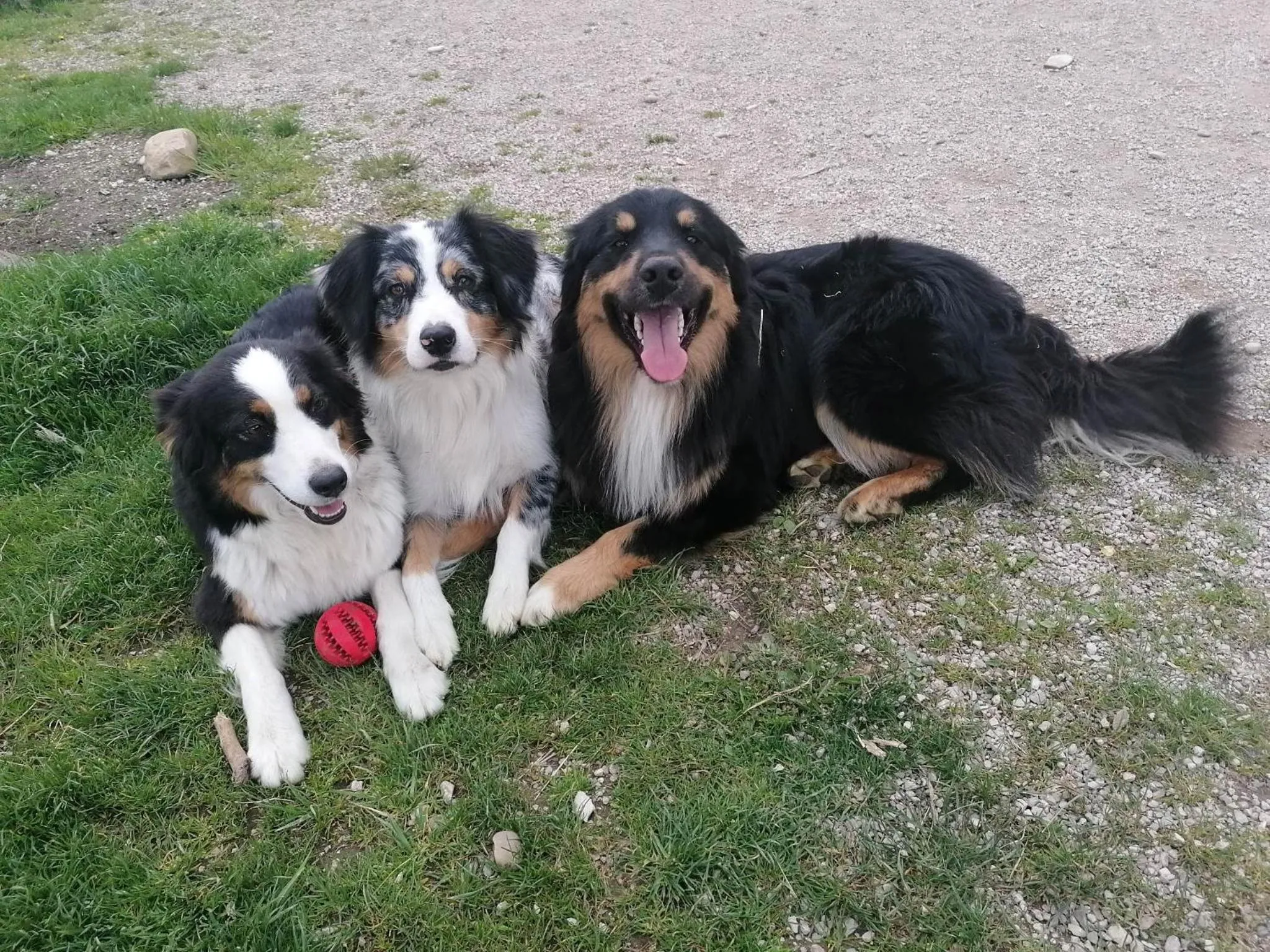 Ferme les poneys de la Durme