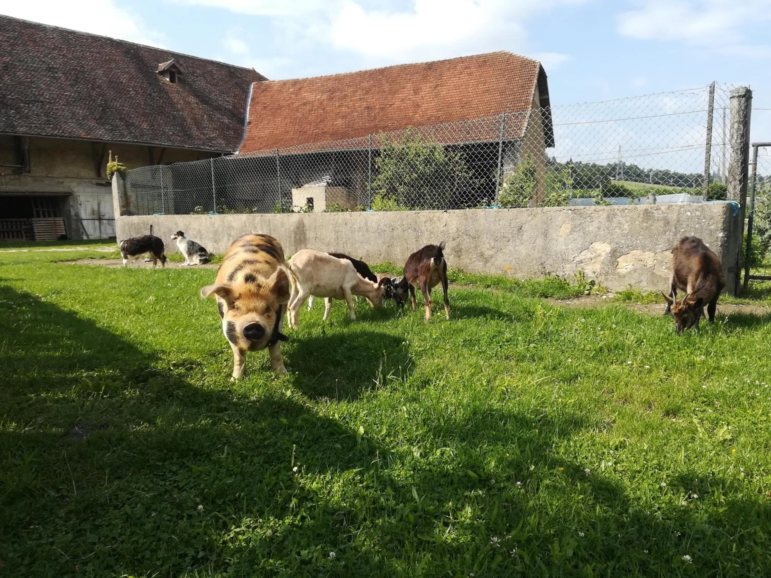 Animals in Ferme les poneys de la Durme