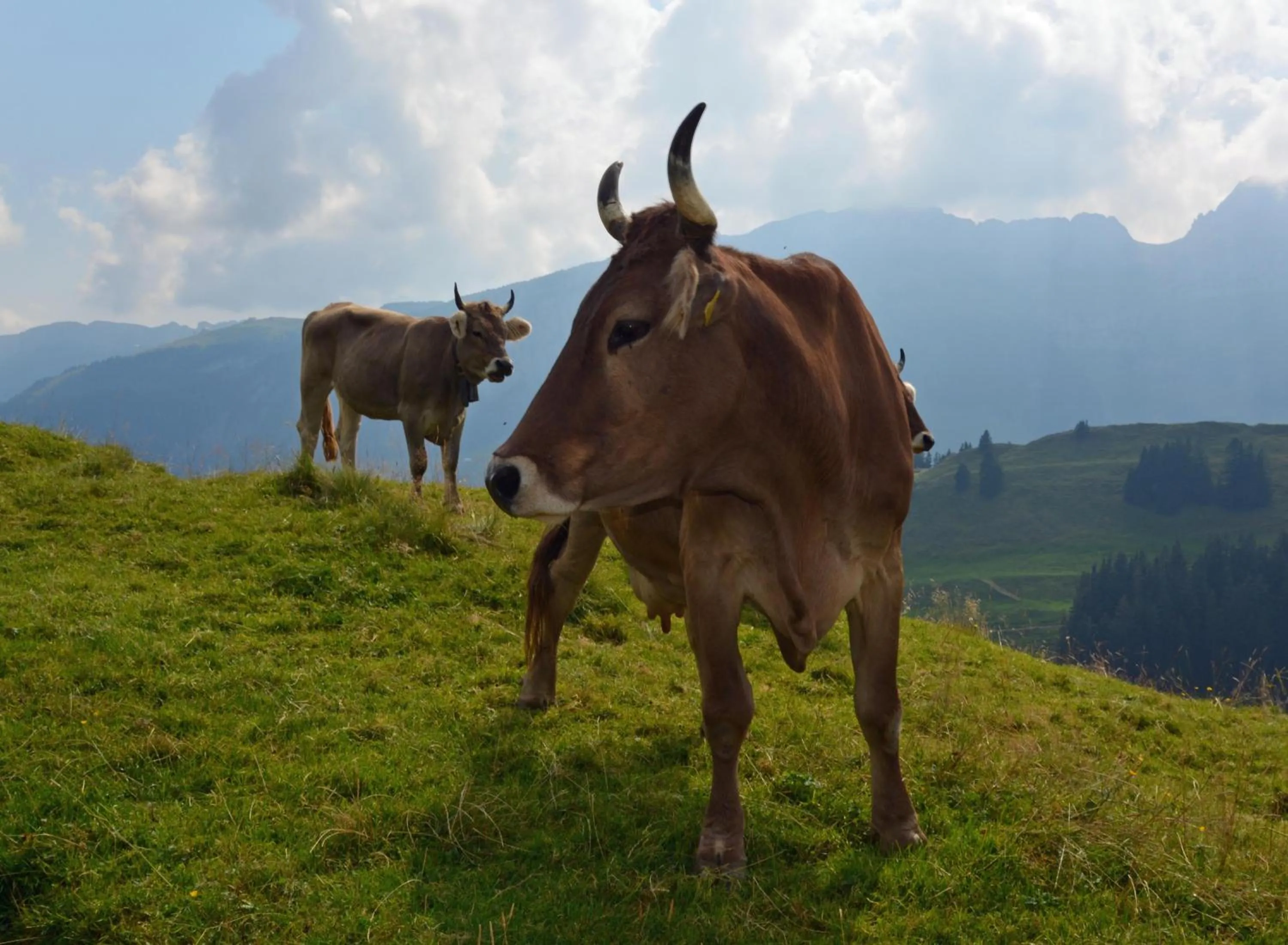 Quiet street view in Blattenheimat - im traditionellen Appenzeller Haus