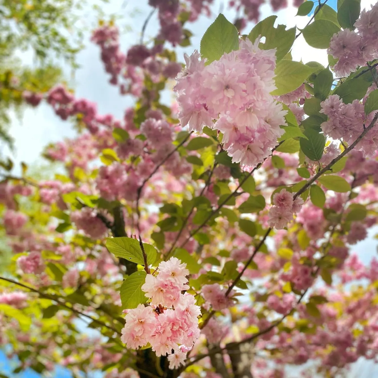 Garden in CAZAUDEHORE Hôtel Restaurant Gastronomique Terrasse et Jardins