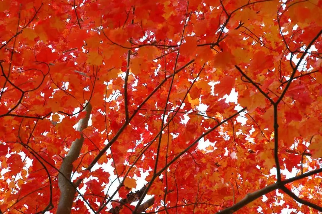 One-Bedroom Apartment in The MountainSide by Escapades Tremblant